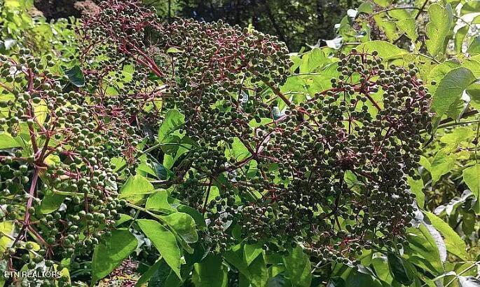 Englewood, Tennessee, 37329, United States, 2 Bedrooms Bedrooms, ,3 BathroomsBathrooms,Residential,For Sale,2002441