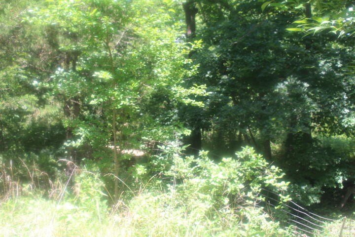 Polk, Missouri, 65727, United States, ,Land,For Sale,1980569