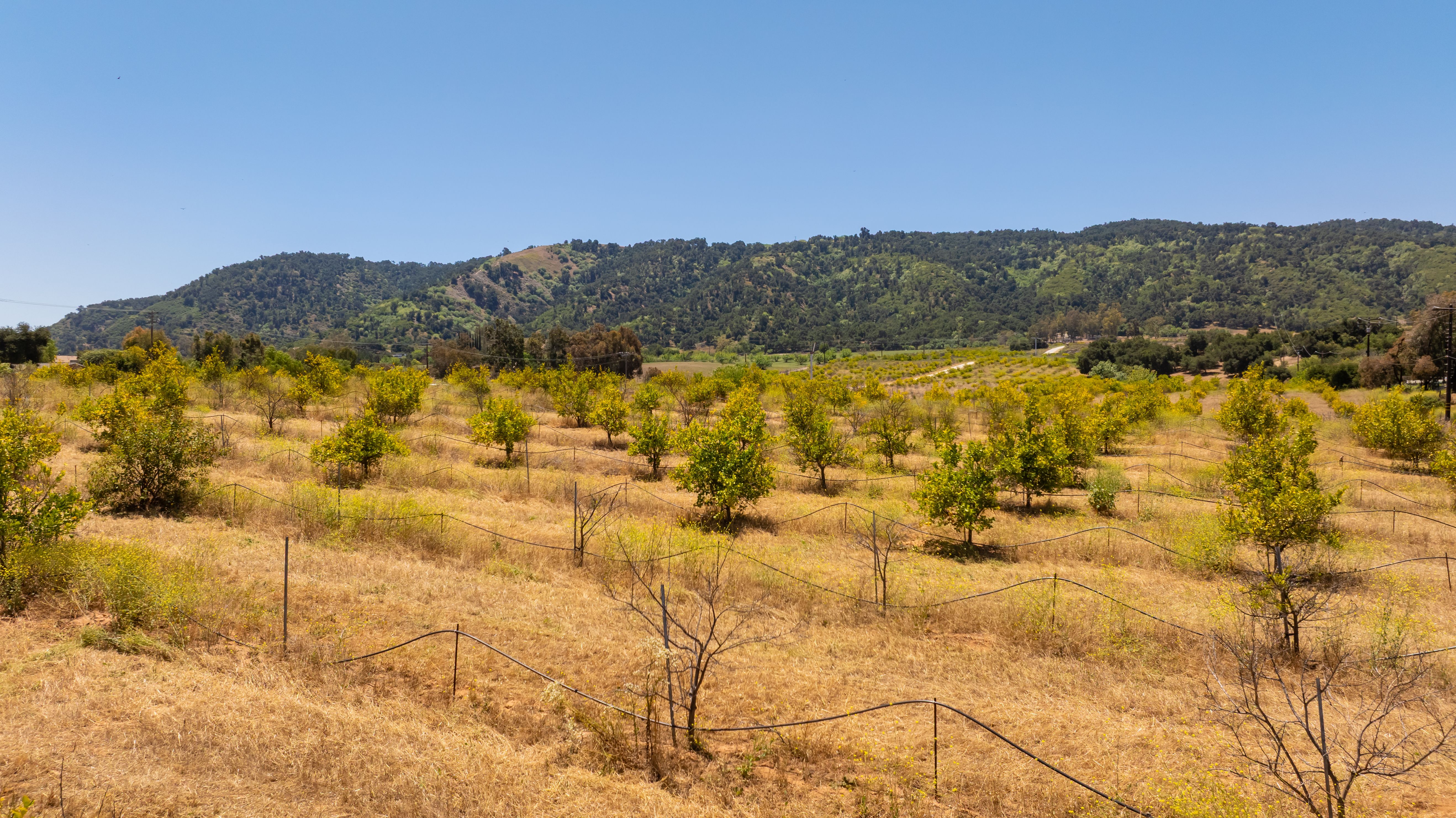  12400 Ojai Santa Paula Road, Ojai, CA 93023 - 物件實景