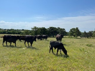Alvord, Texas, 76225, United States, ,Land,For Sale,1751620