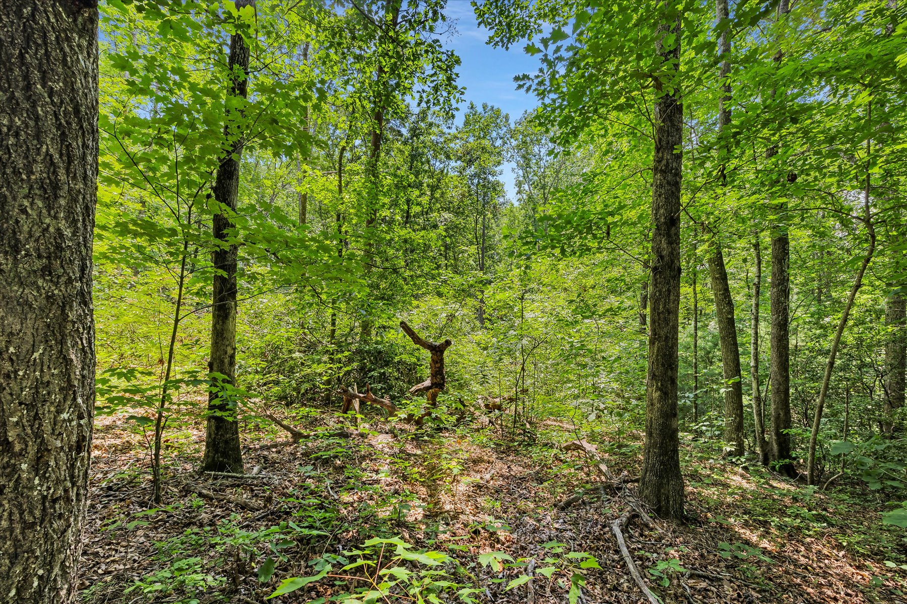  14 Alsace Way, Travelers Rest, SC 29690 - 物件實景