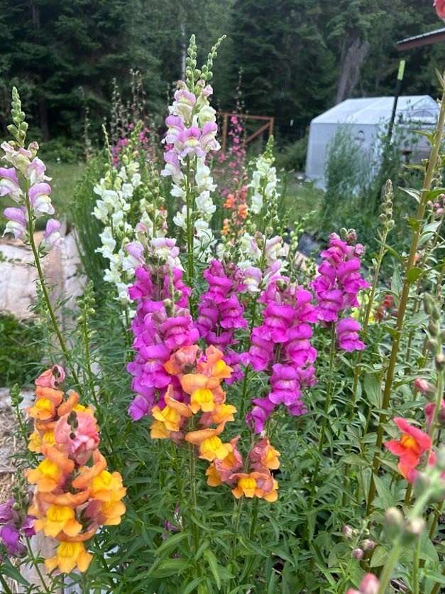 Sandpoint, Idaho, 83864, United States, 2 Bedrooms Bedrooms, ,2 BathroomsBathrooms,Residential,For Sale,2006058