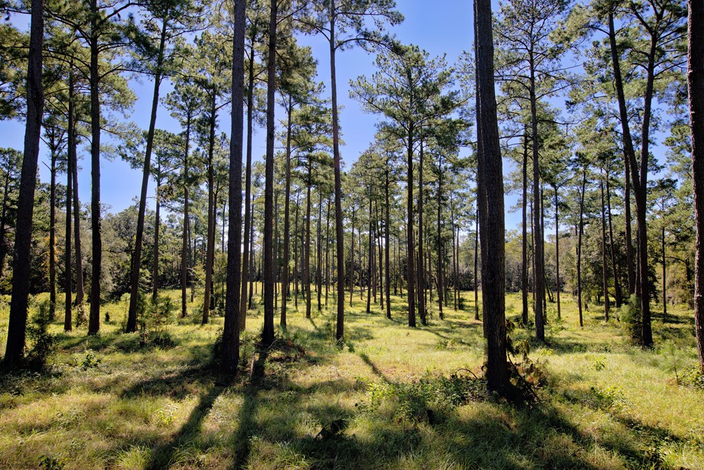 Pavo, Georgia, 31778, United States, ,Residential,For Sale,1988640