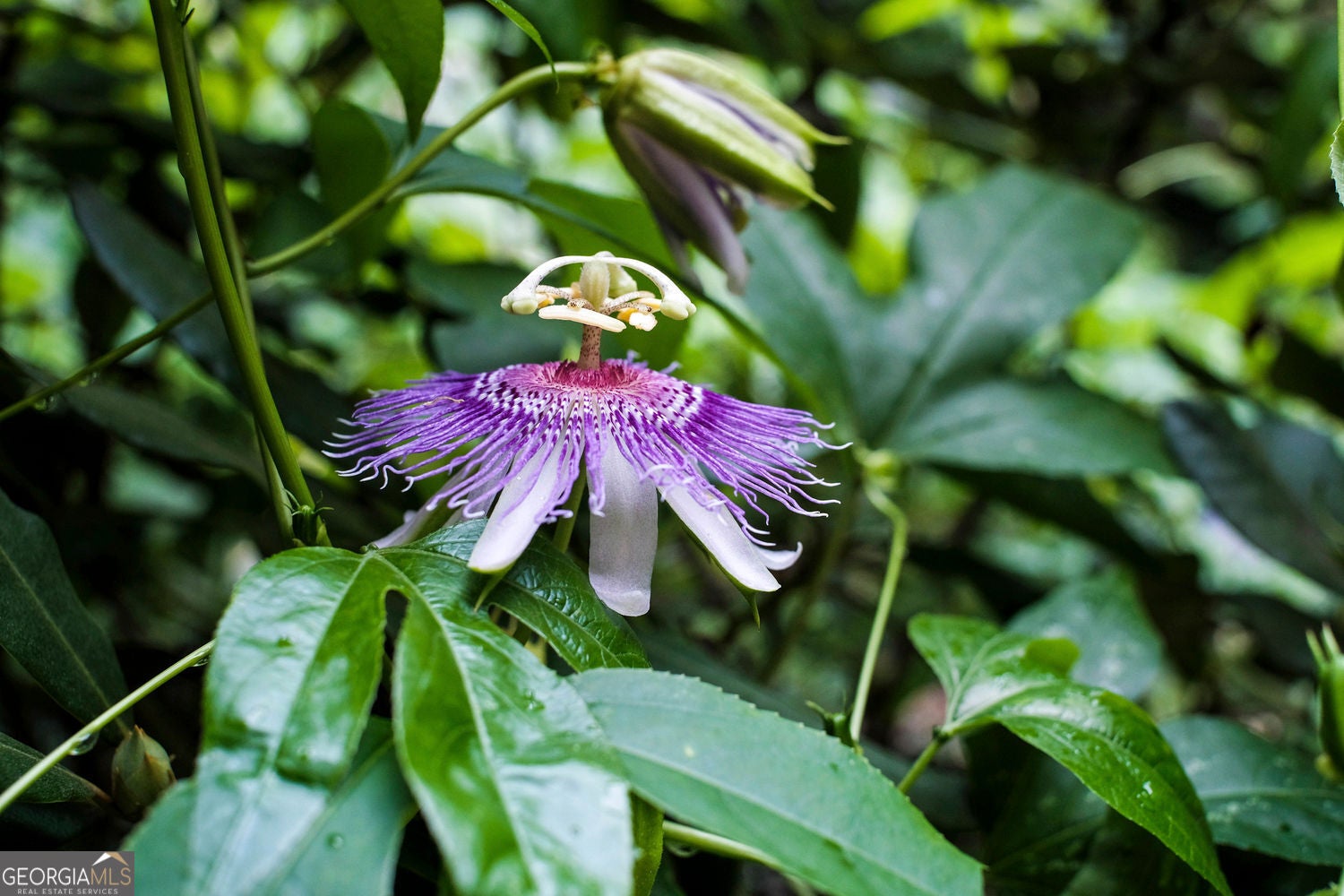 Ellijay, Georgia, 30540, United States, 3 Bedrooms Bedrooms, ,4 BathroomsBathrooms,Residential,For Sale,1952403