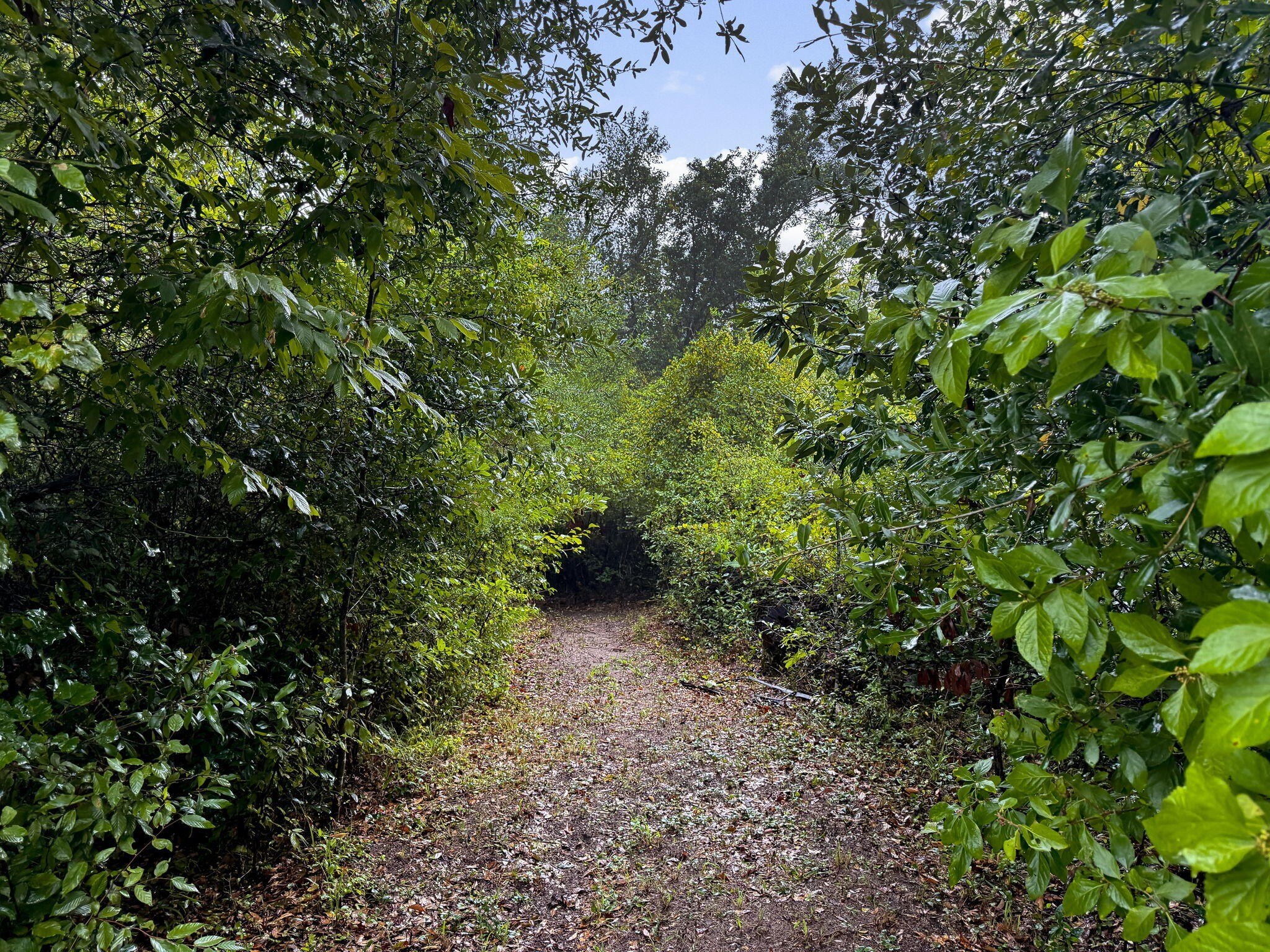 Youngstown, Florida, 32466, United States, 6 Bedrooms Bedrooms, ,6 BathroomsBathrooms,Residential,For Sale,1981831