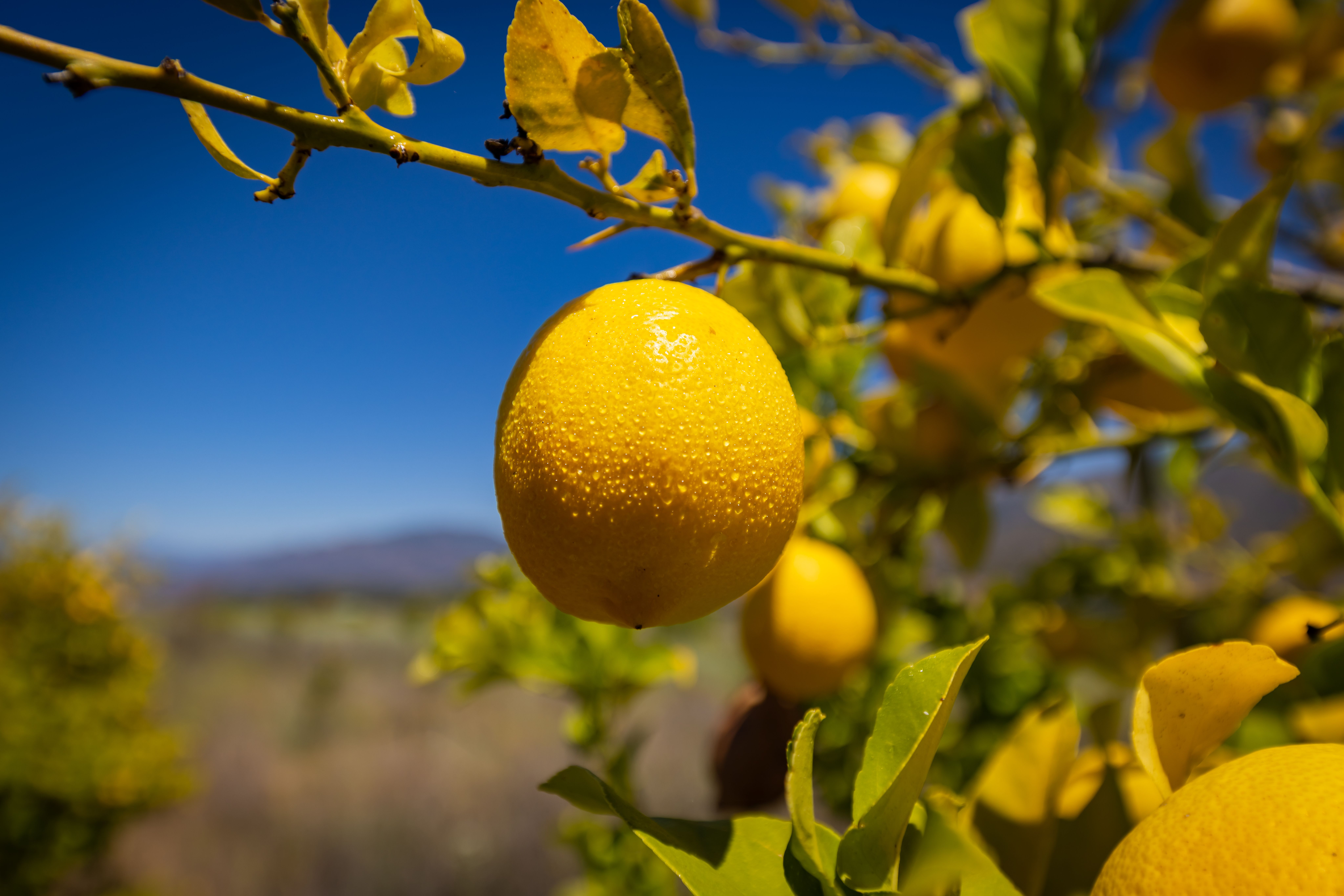  12400 Ojai Santa Paula Road, Ojai, CA 93023 - 物件實景