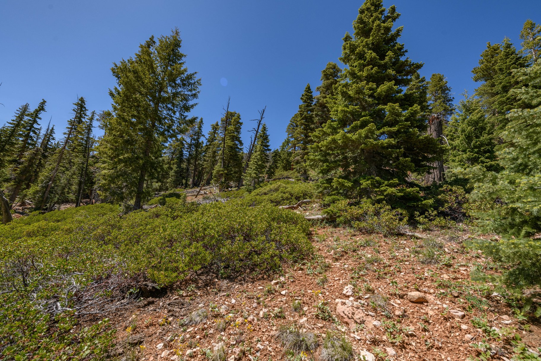  Quiet Mountain Retreat Near Navajo Lake - 物件實景