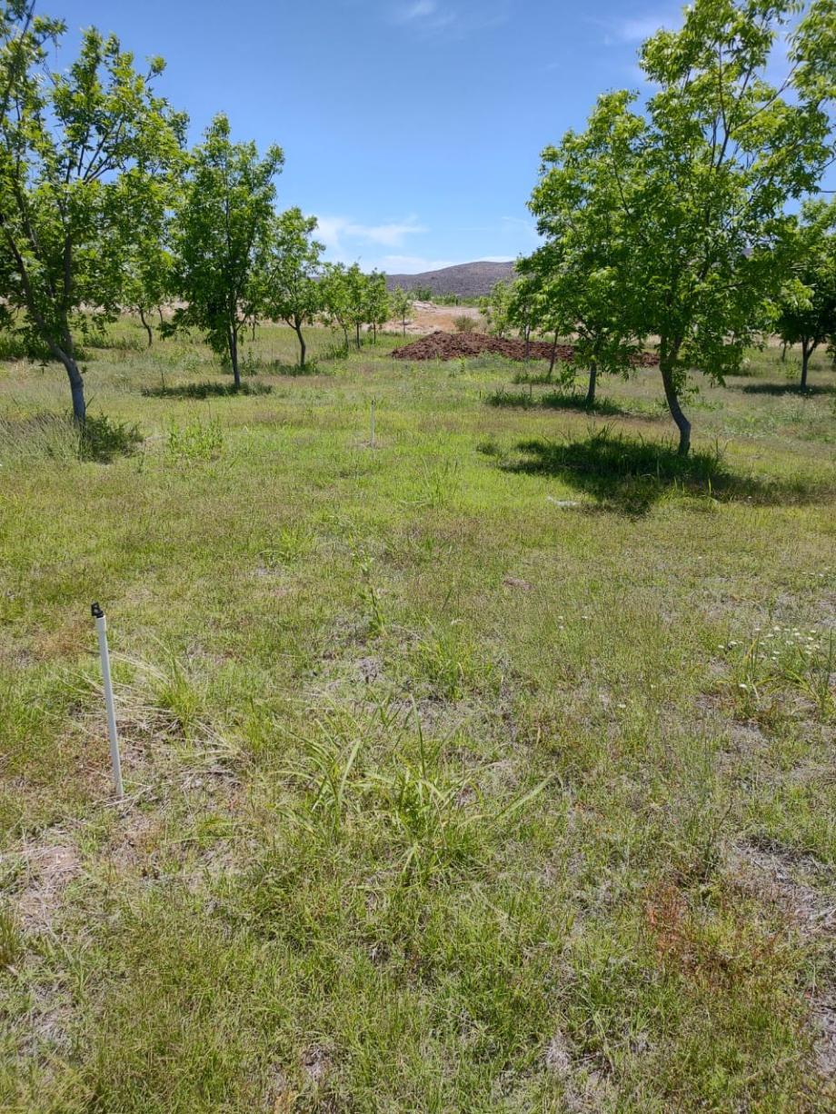 San Francisco de Conchos, Chihuahua, 33680, Mexico, 1 Bedroom Bedrooms, ,Residential,For Sale,1991228