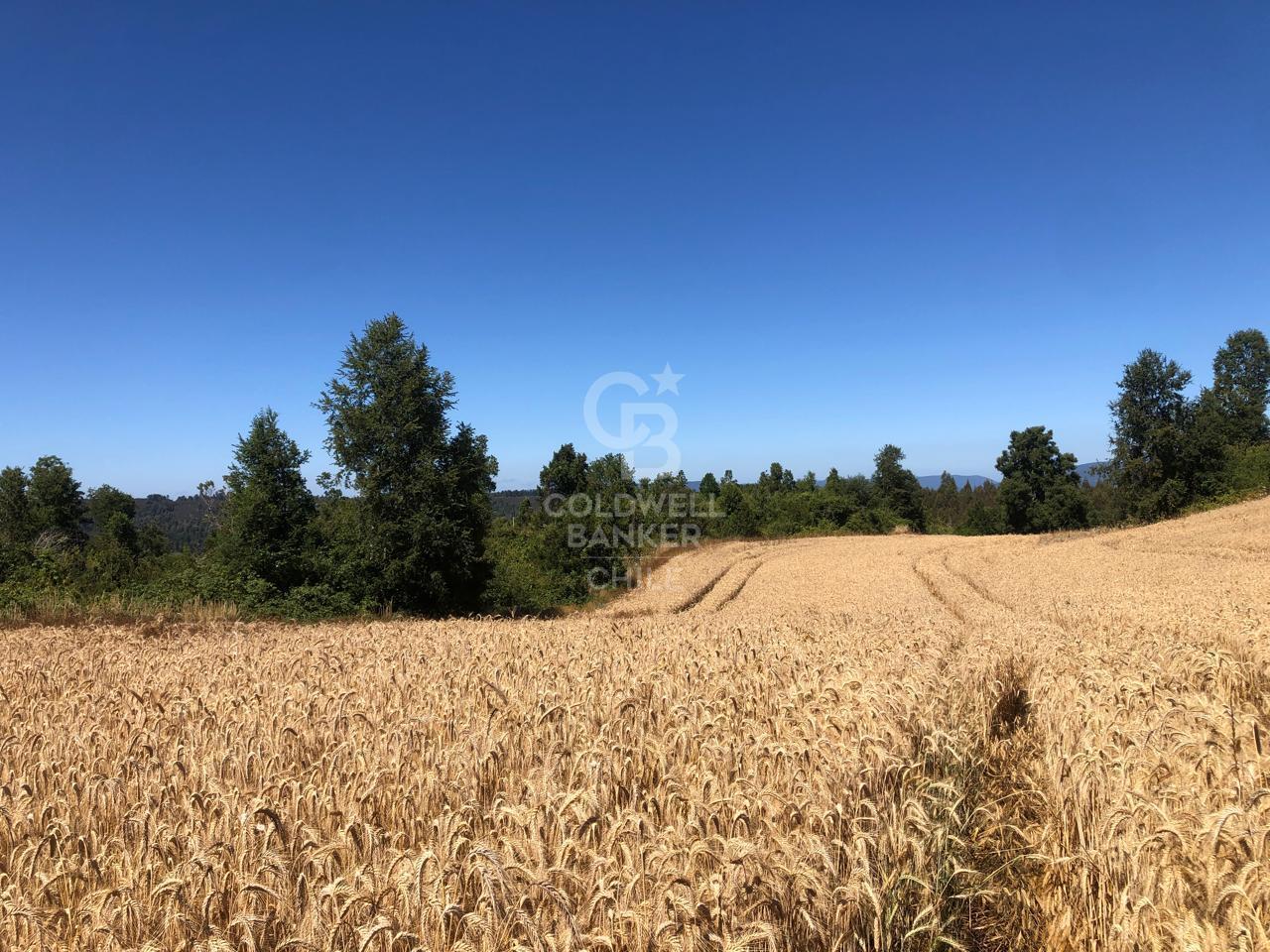 Purranque, Chile, ,Residential,For Sale,1907269