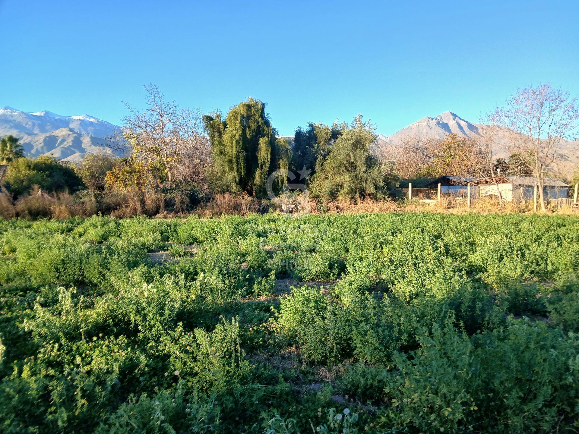 San Esteban, Chile, ,Land,For Sale,1926022