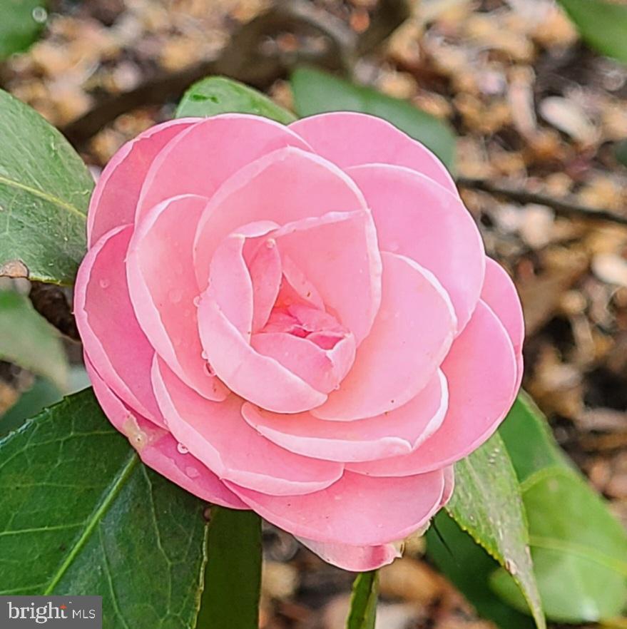 Crofton, Maryland, 21114, United States, 5 Bedrooms Bedrooms, ,4 BathroomsBathrooms,Residential,For Sale,1971690