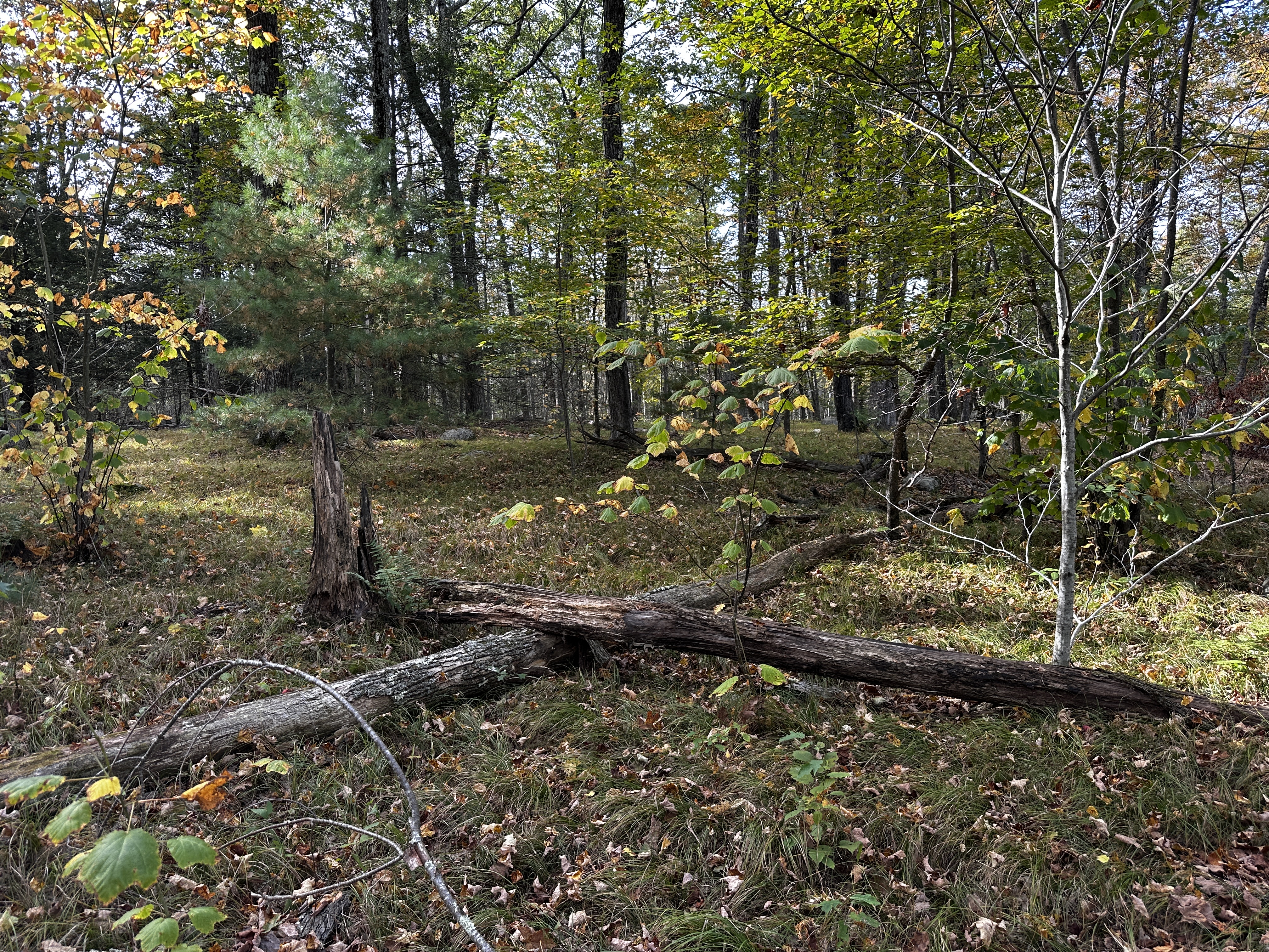  000000 Norfolk Road - 物件實景