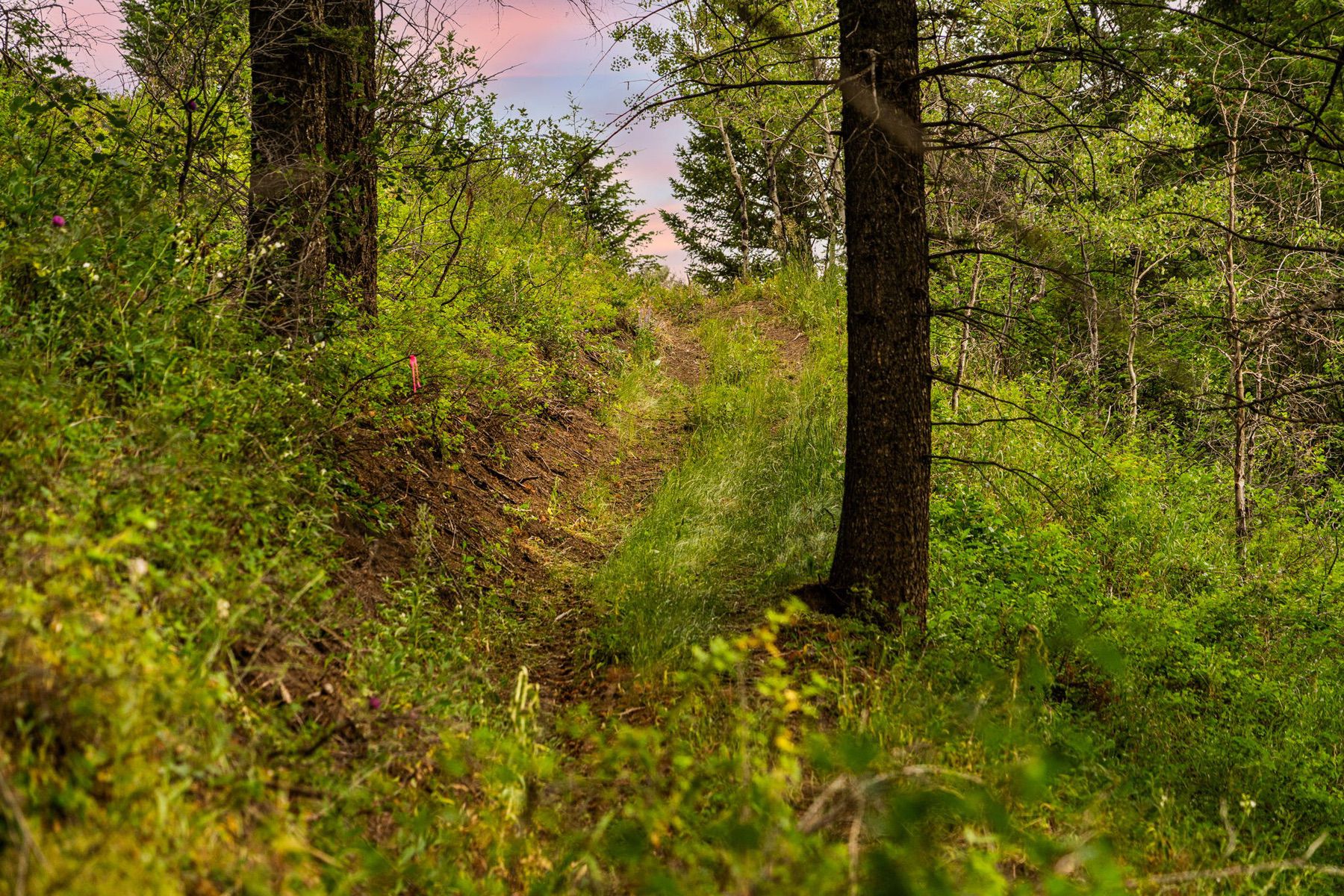  215 Timberline Creek Dr - 物件實景