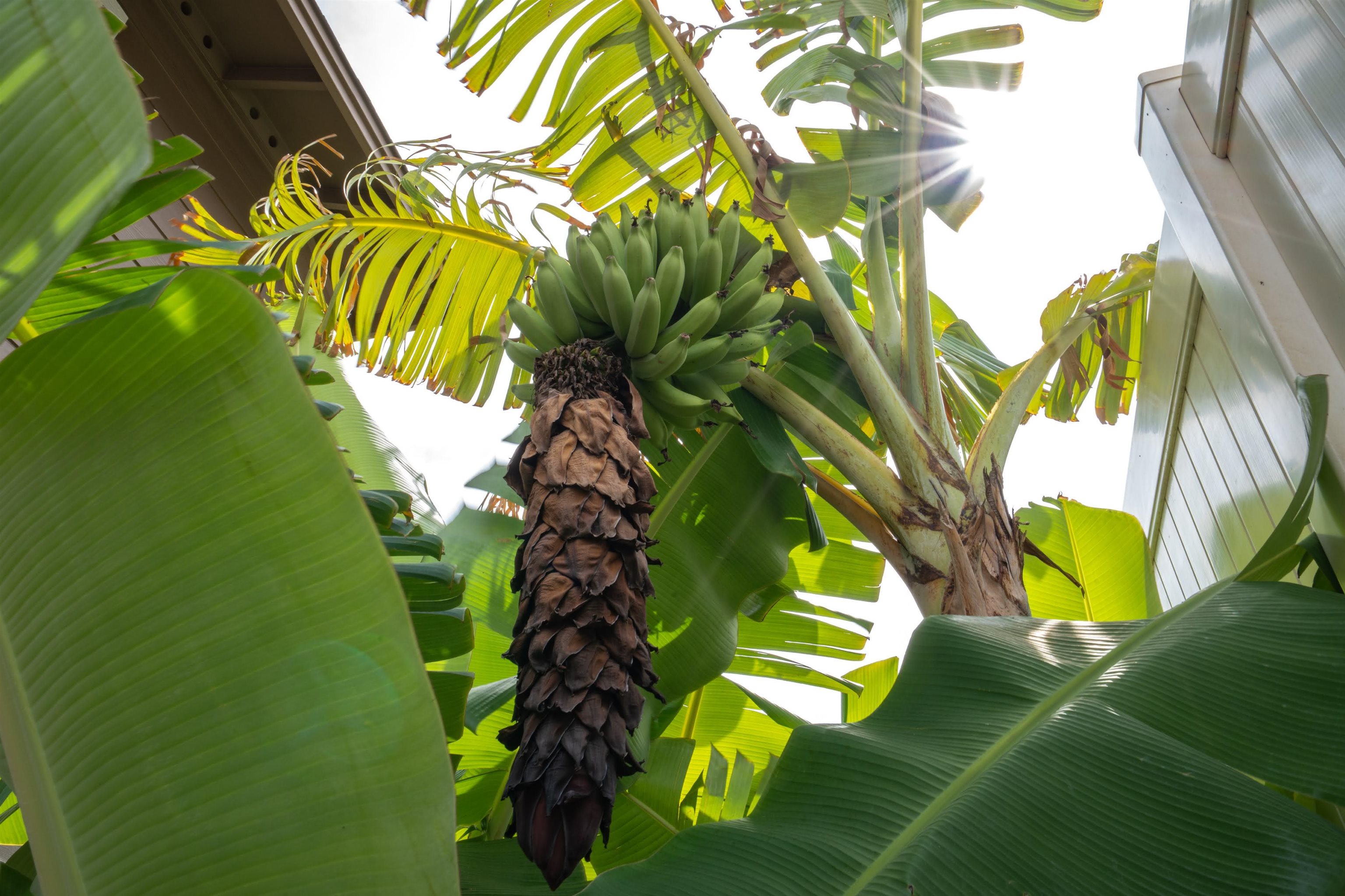 Wailuku, Hawaii, 96793, United States, 4 Bedrooms Bedrooms, ,3 BathroomsBathrooms,Residential,For Sale,1989485