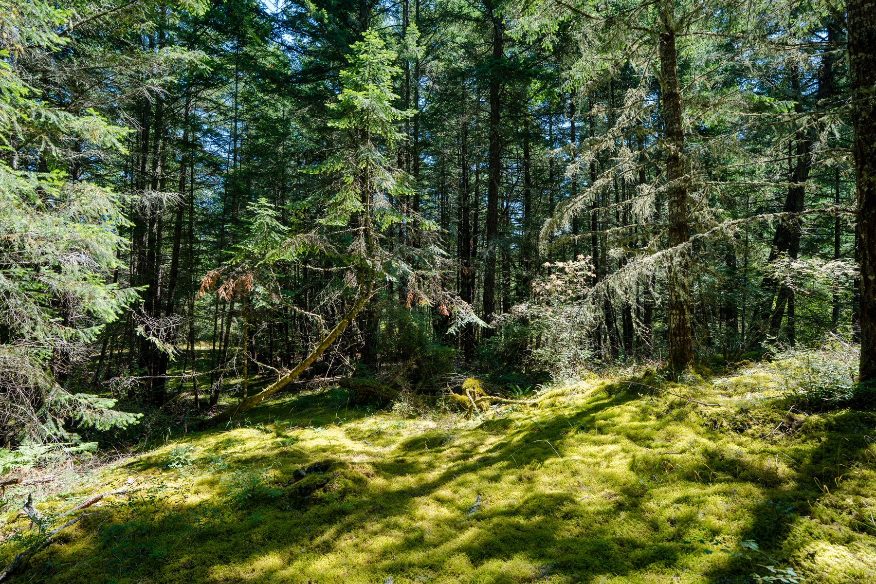  Hilltop Forest Retreat - 物件實景
