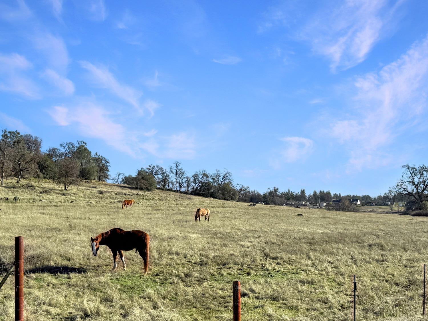 Cool, California, 95614, United States, ,Land,For Sale,1994251