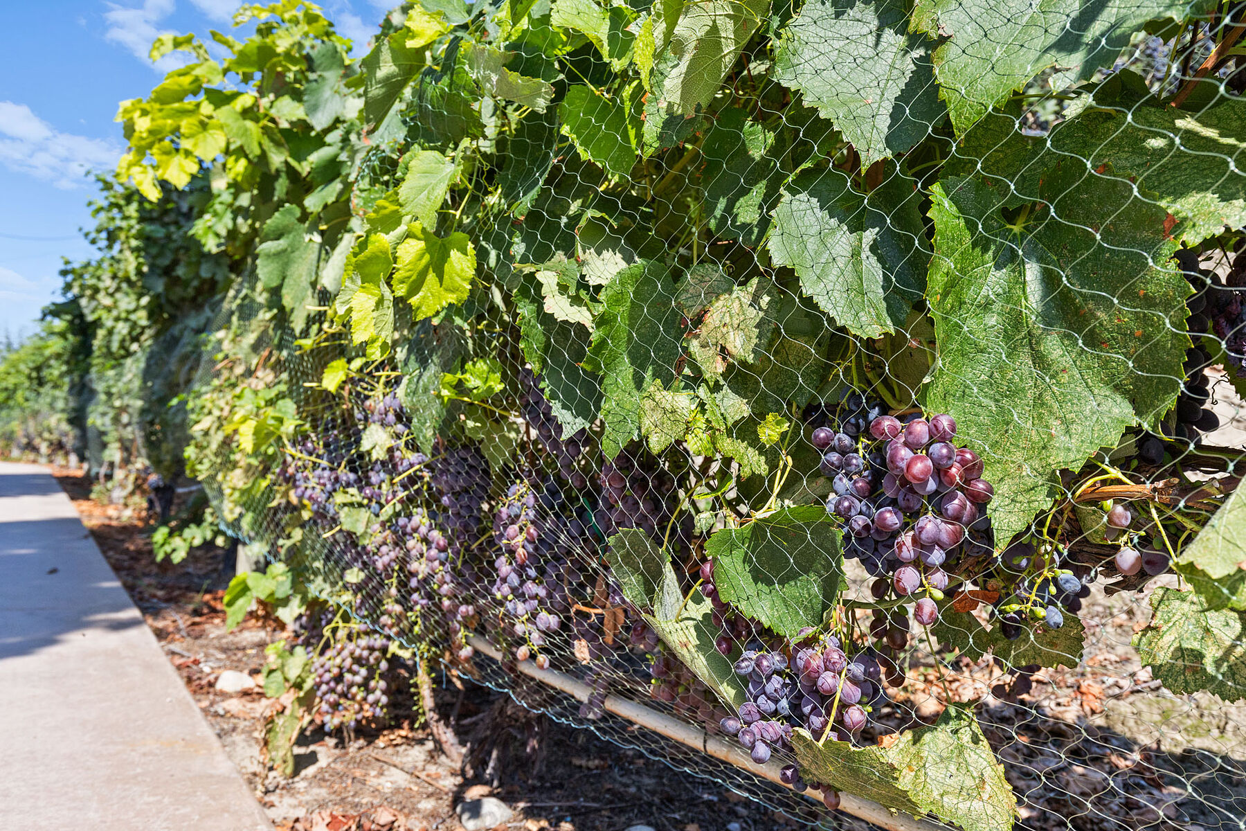  Boutique Okanagan Winery - 物件實景