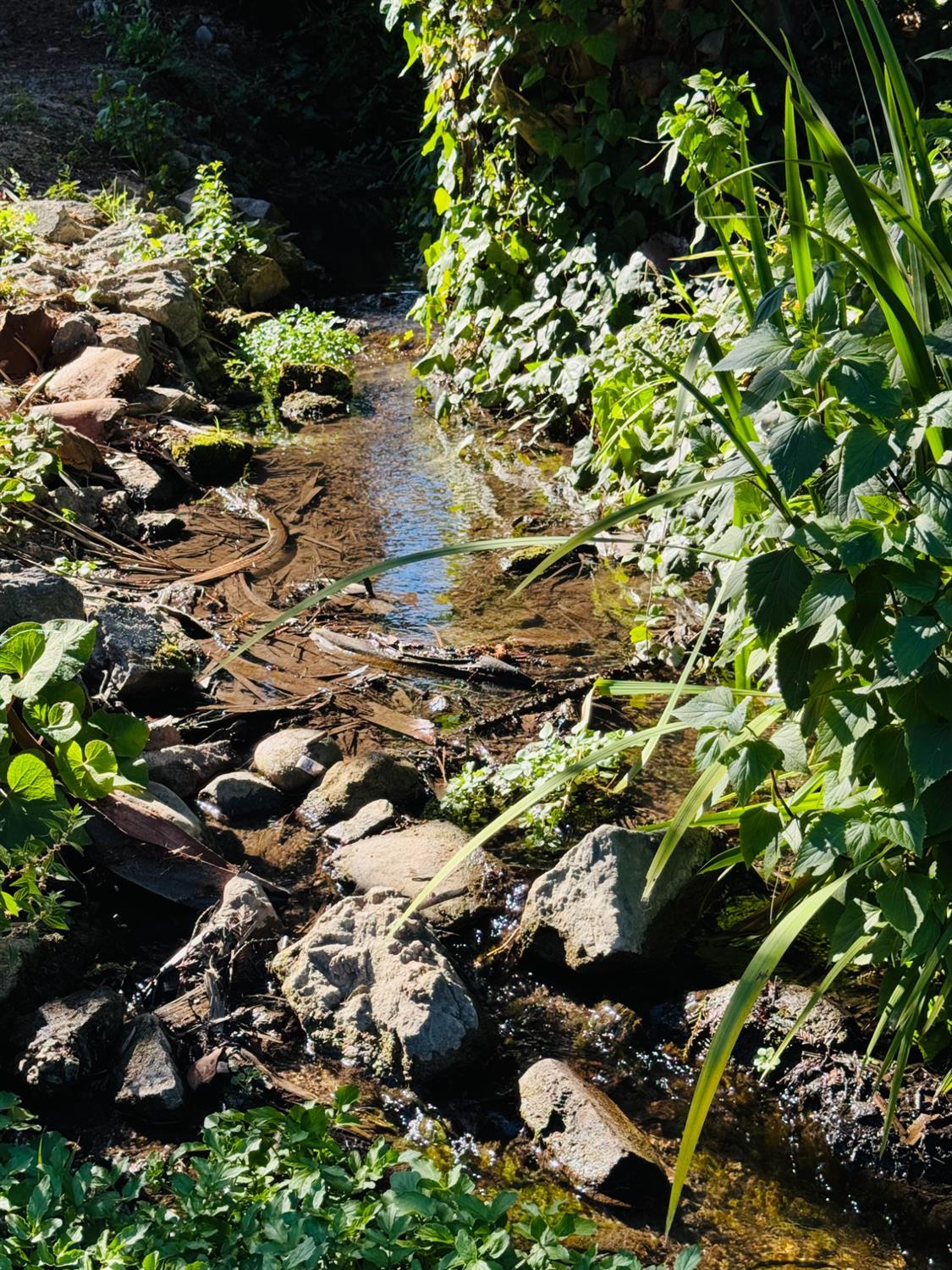 Santa Cruz, California, 95060, United States, 3 Bedrooms Bedrooms, ,2 BathroomsBathrooms,Residential,For Sale,1975973