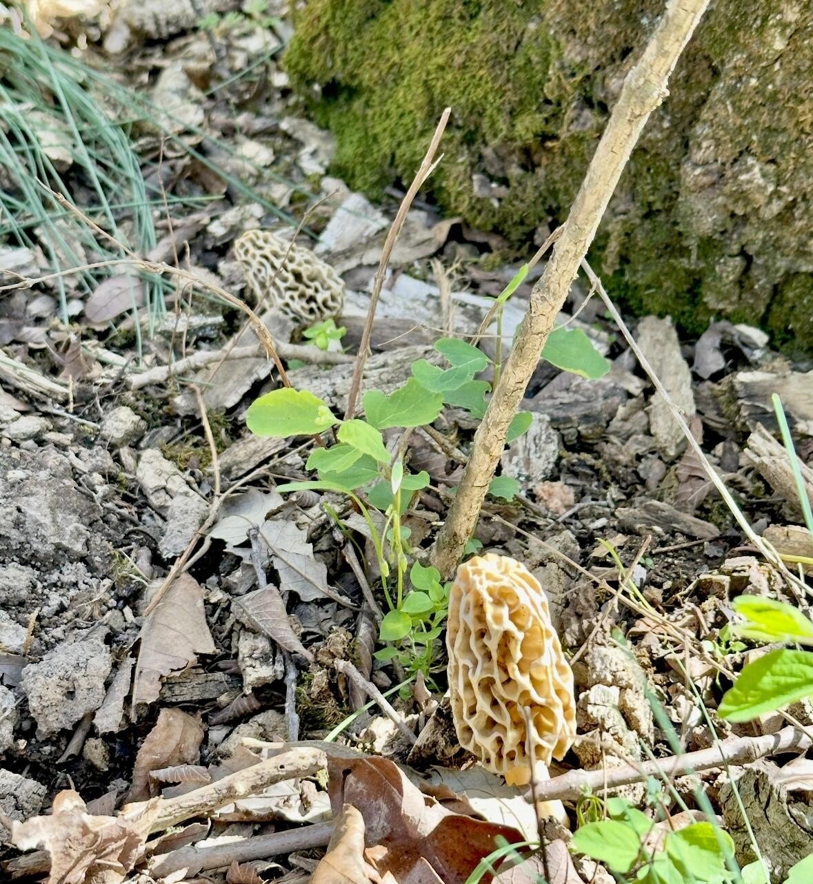 Kirbyville, Missouri, 65679, United States, ,Land,For Sale,1978892