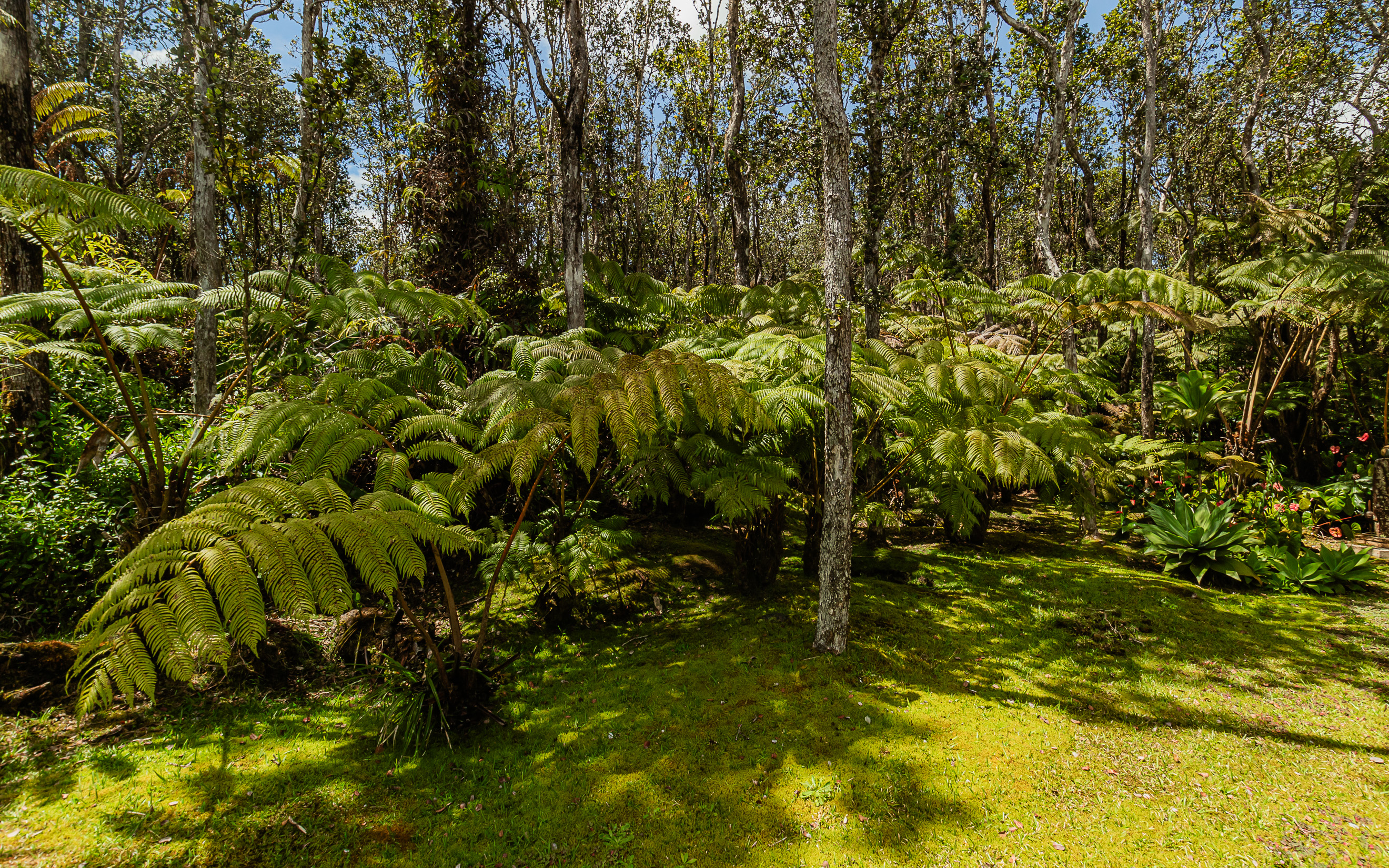 11-3302, Volcano, HI 96785 
