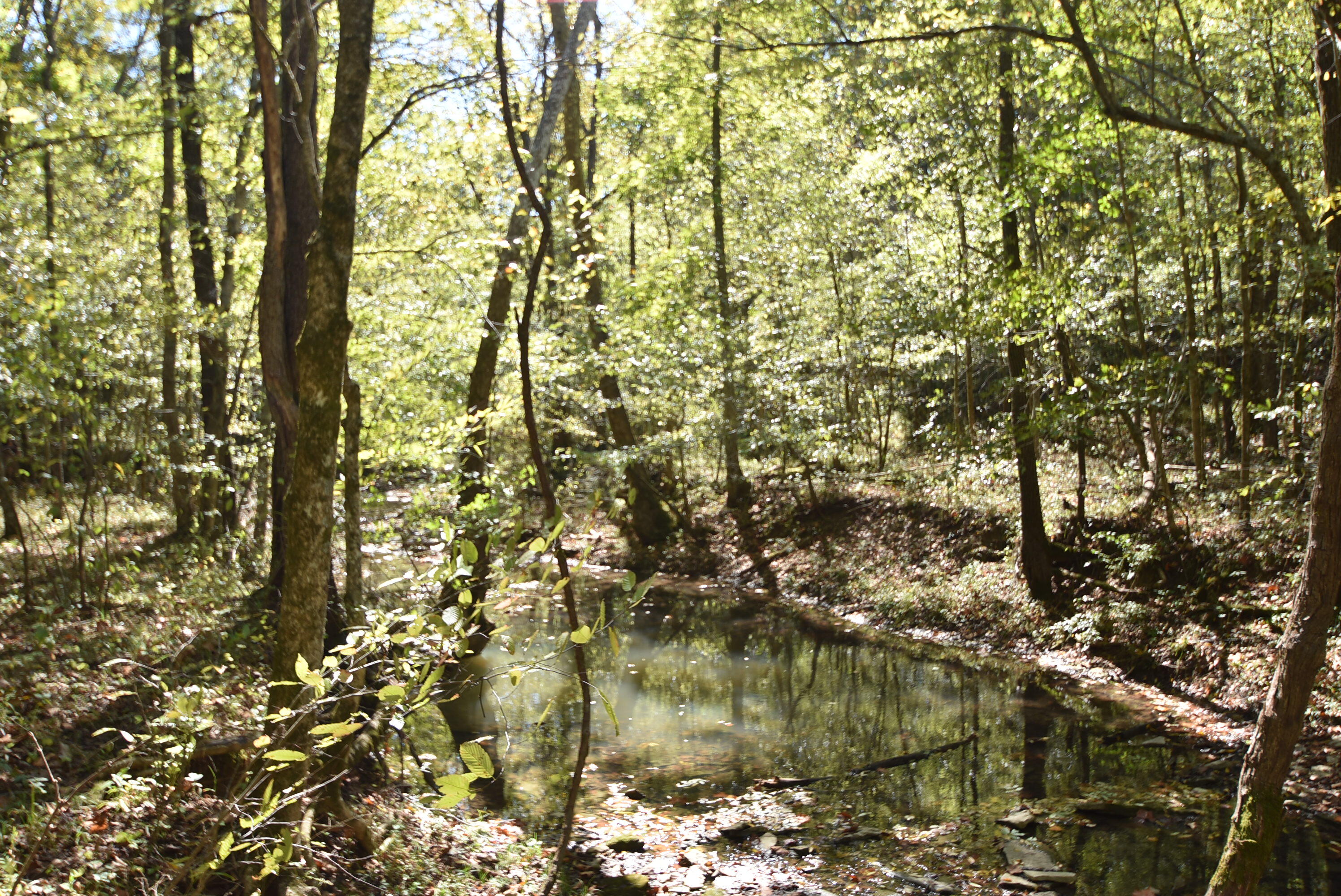 Willisburg, Kentucky, 40078, United States, 4 Bedrooms Bedrooms, ,1 BathroomBathrooms,Residential,For Sale,1962831