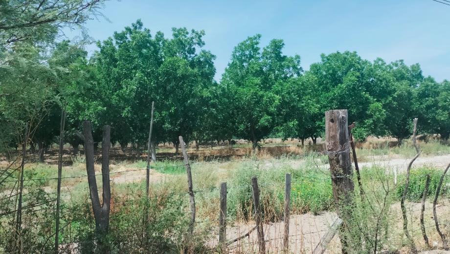 Parras, Coahuila de Zaragoza, 27989, Mexico, 1 Bedroom Bedrooms, ,Residential,For Sale,1840781