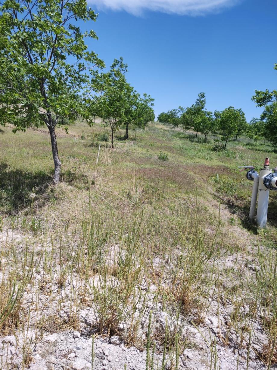 San Francisco de Conchos, Chihuahua, 33680, Mexico, 1 Bedroom Bedrooms, ,Residential,For Sale,1991228