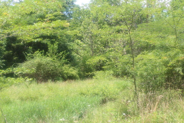 Polk, Missouri, 65727, United States, ,Land,For Sale,1980569