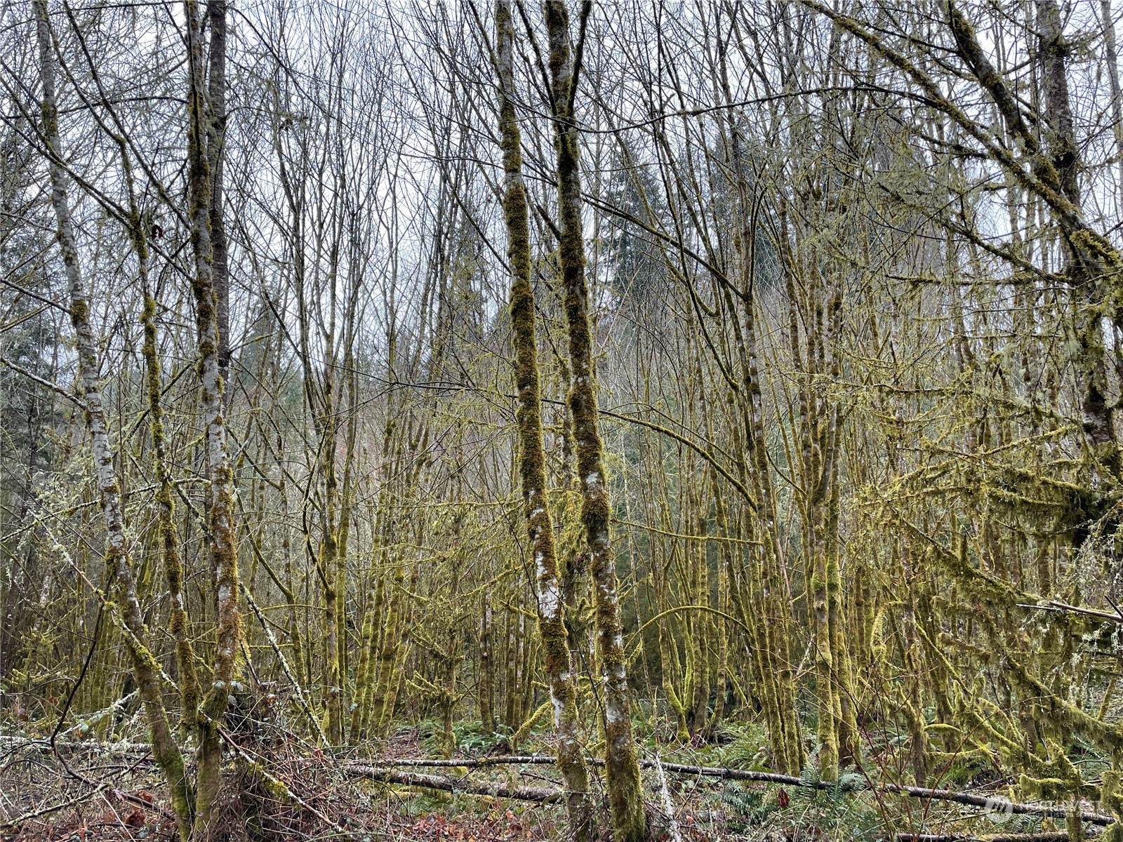 0 Fallert Road, Kalama, Washington, 98625, United States, ,Land,For Sale,0 Fallert Road,1273199