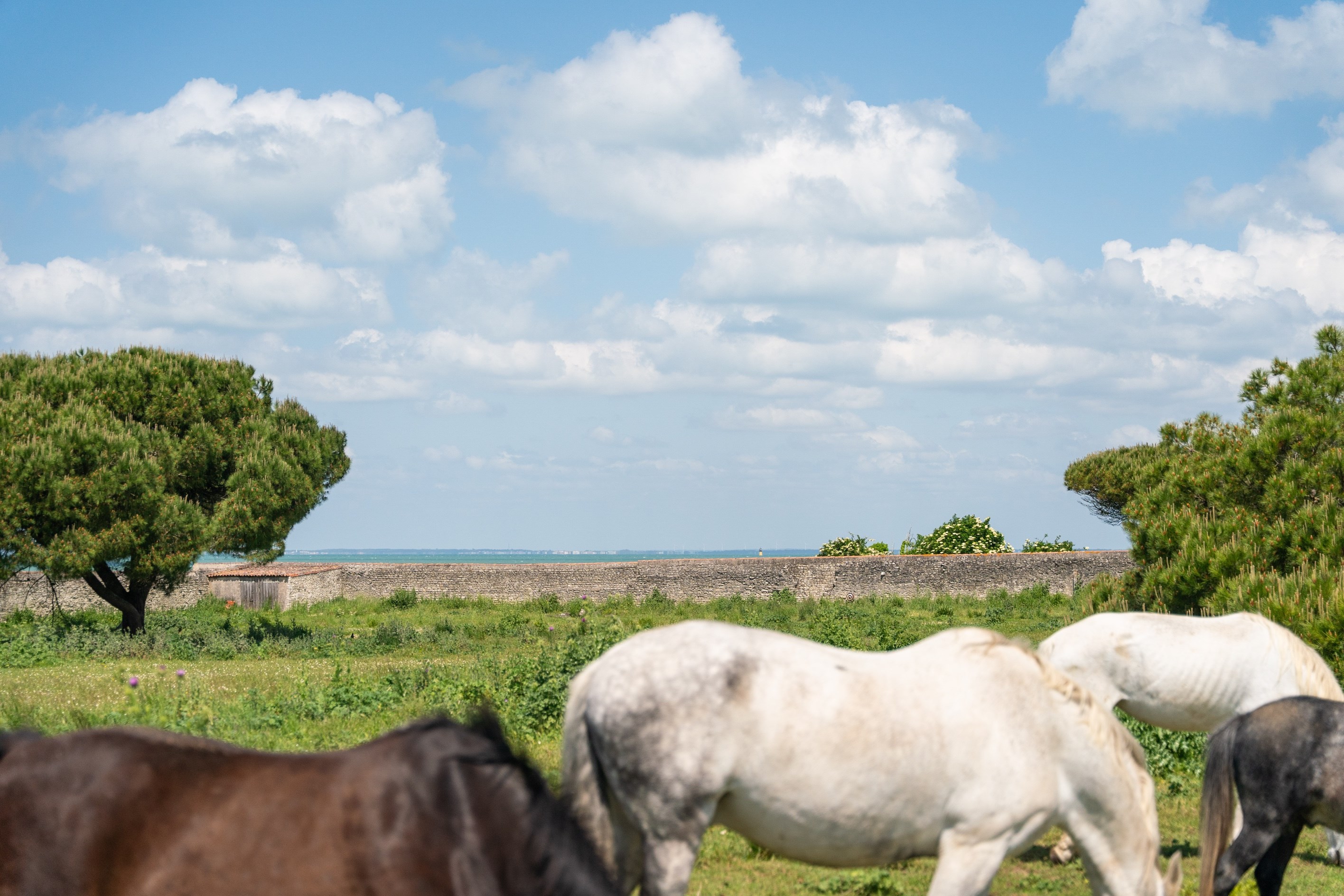  Ile de Ré - Saint Martin de Ré - Sea view property - 物件實景