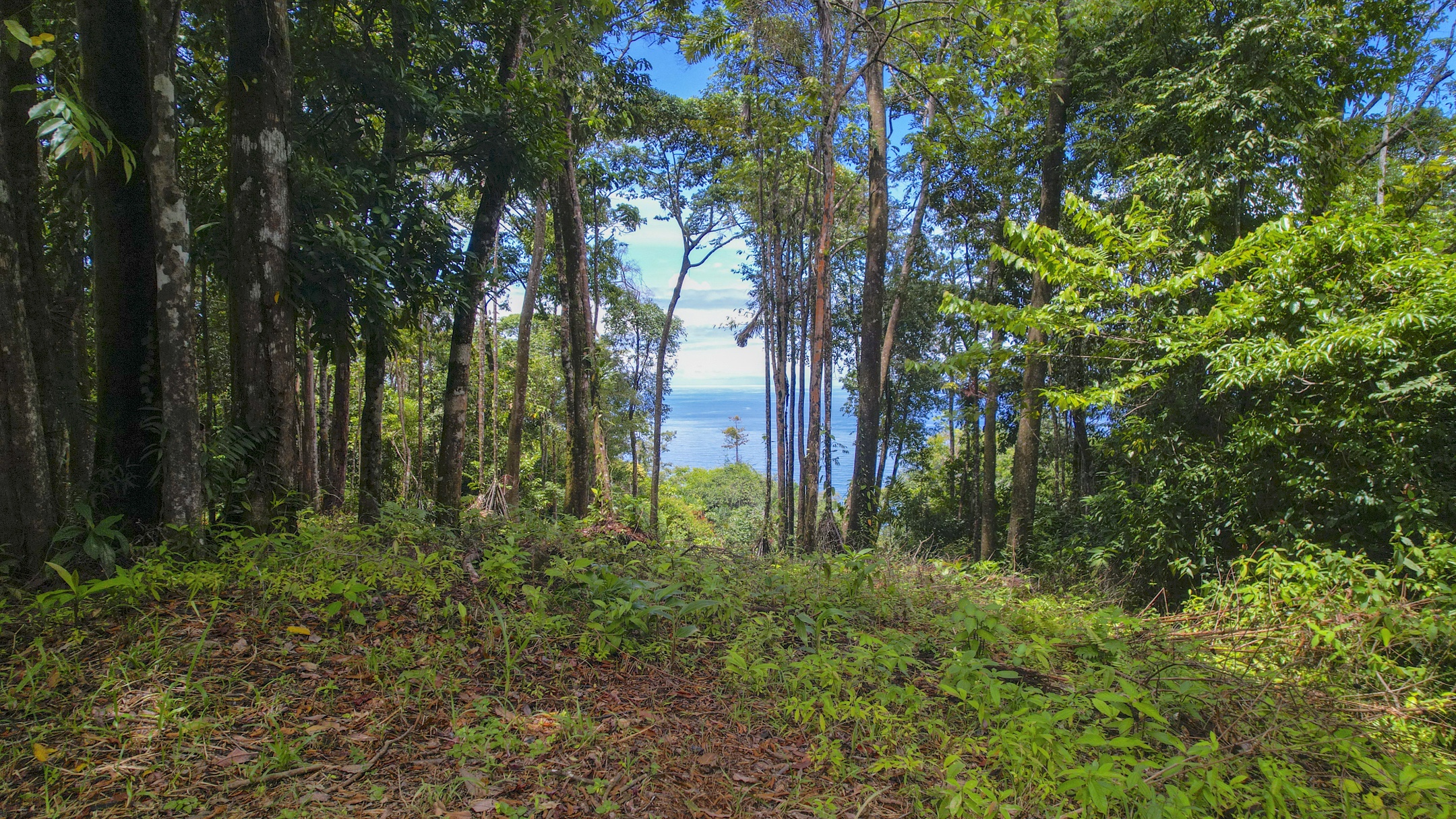 Costa Verde Estates Lot 81 & 84, Islas Road, Dominical, Puntarenas, CR, ,Land,For Sale,Costa Verde Estates Lot 81 & 84, Islas Road,1611884