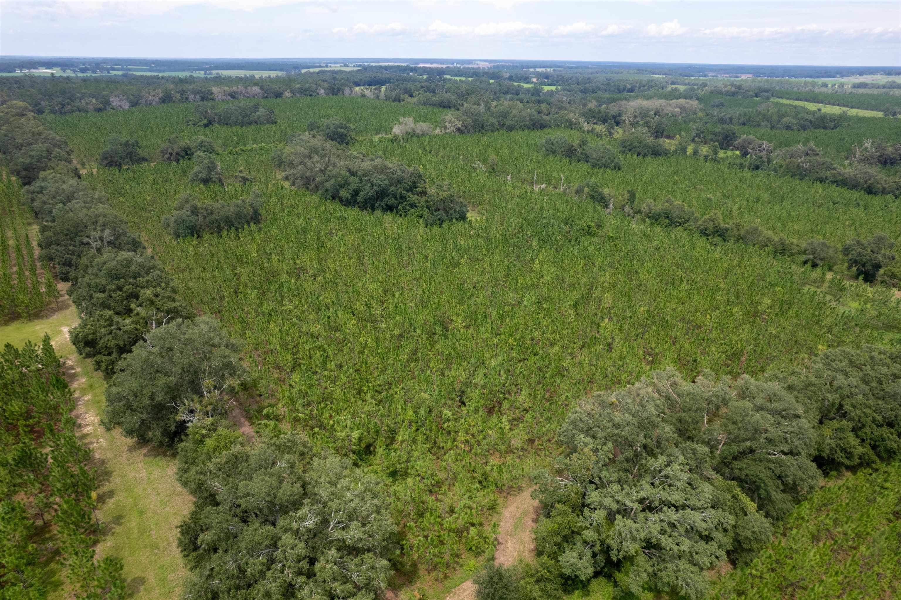 xxx Ne Geranium Street, Madison, Florida, 32340, United States, ,Land,For Sale,xxx Ne Geranium Street,1671968