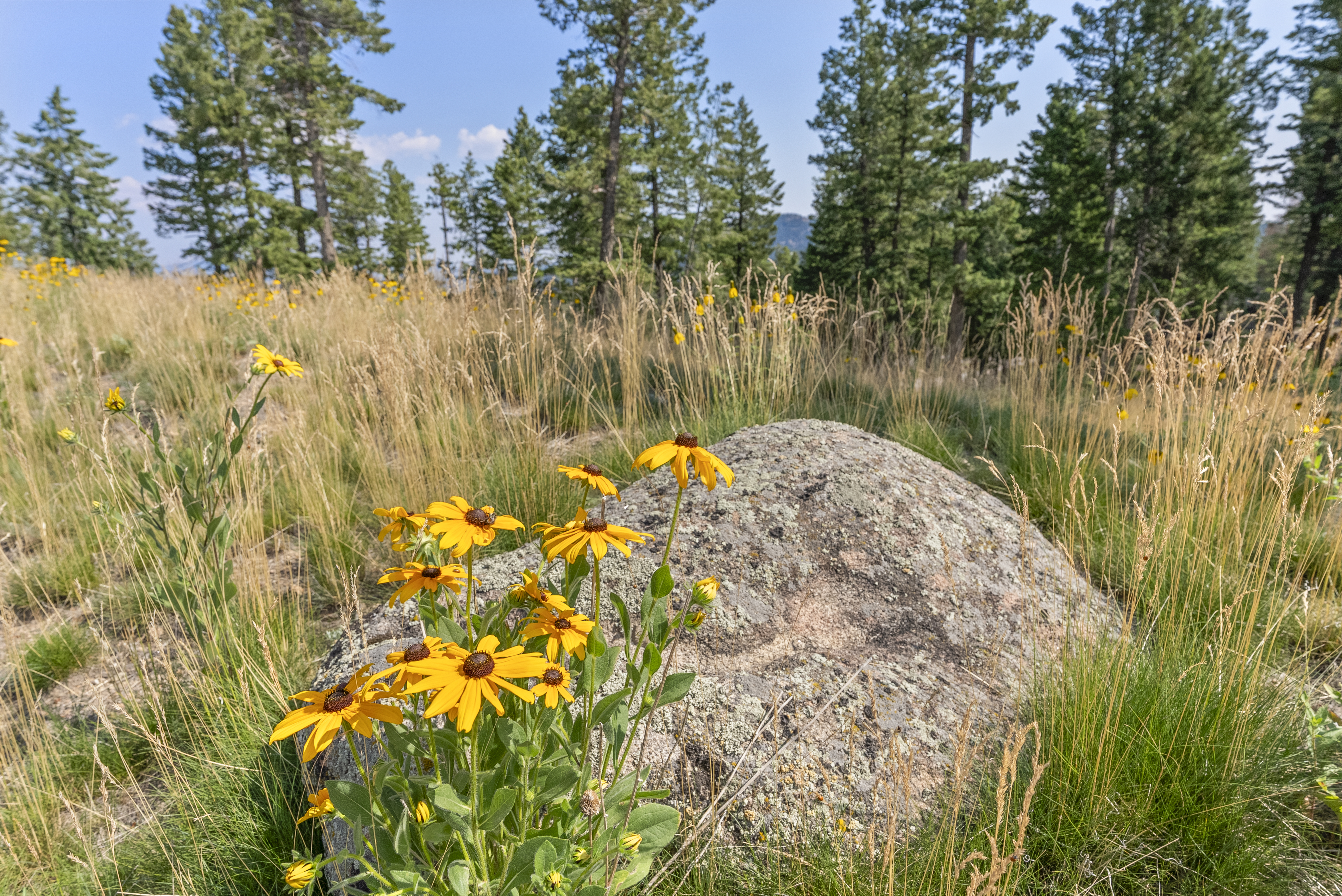  Acreage Available in Evergreen