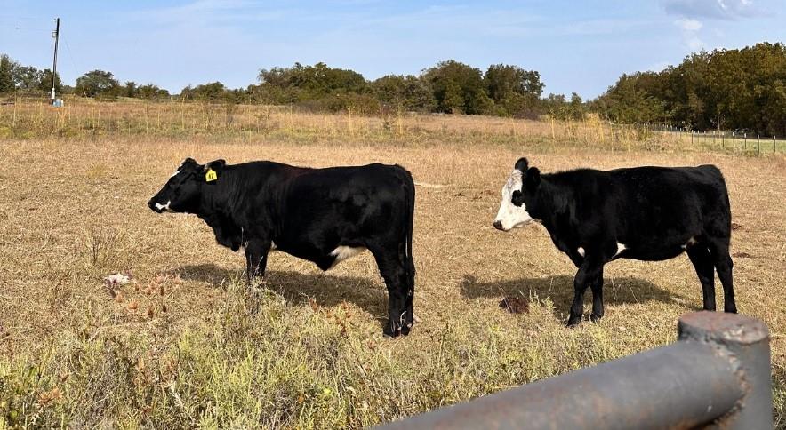 Chico, Texas, 76431, United States, ,Land,For Sale,1991967