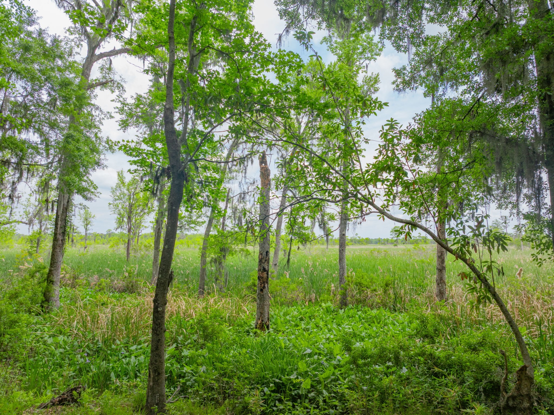  800 Silk Hope Drive, Richmond Hill - 物件實景
