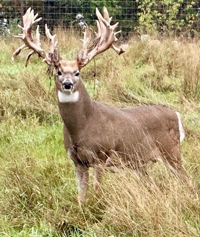 Lake Tomahawk, Wisconsin, 54487, United States, ,Residential,For Sale,1973874