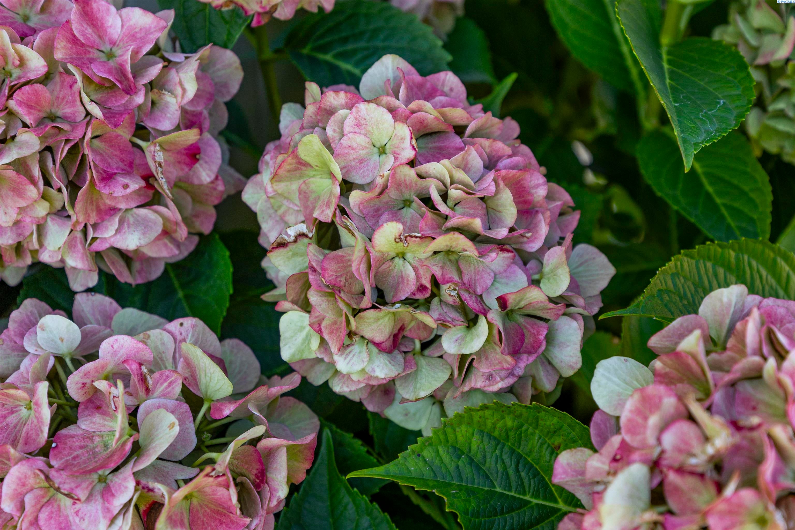 Pasco, Washington, 99301, United States, 4 Bedrooms Bedrooms, ,2 BathroomsBathrooms,Residential,For Sale,1978542