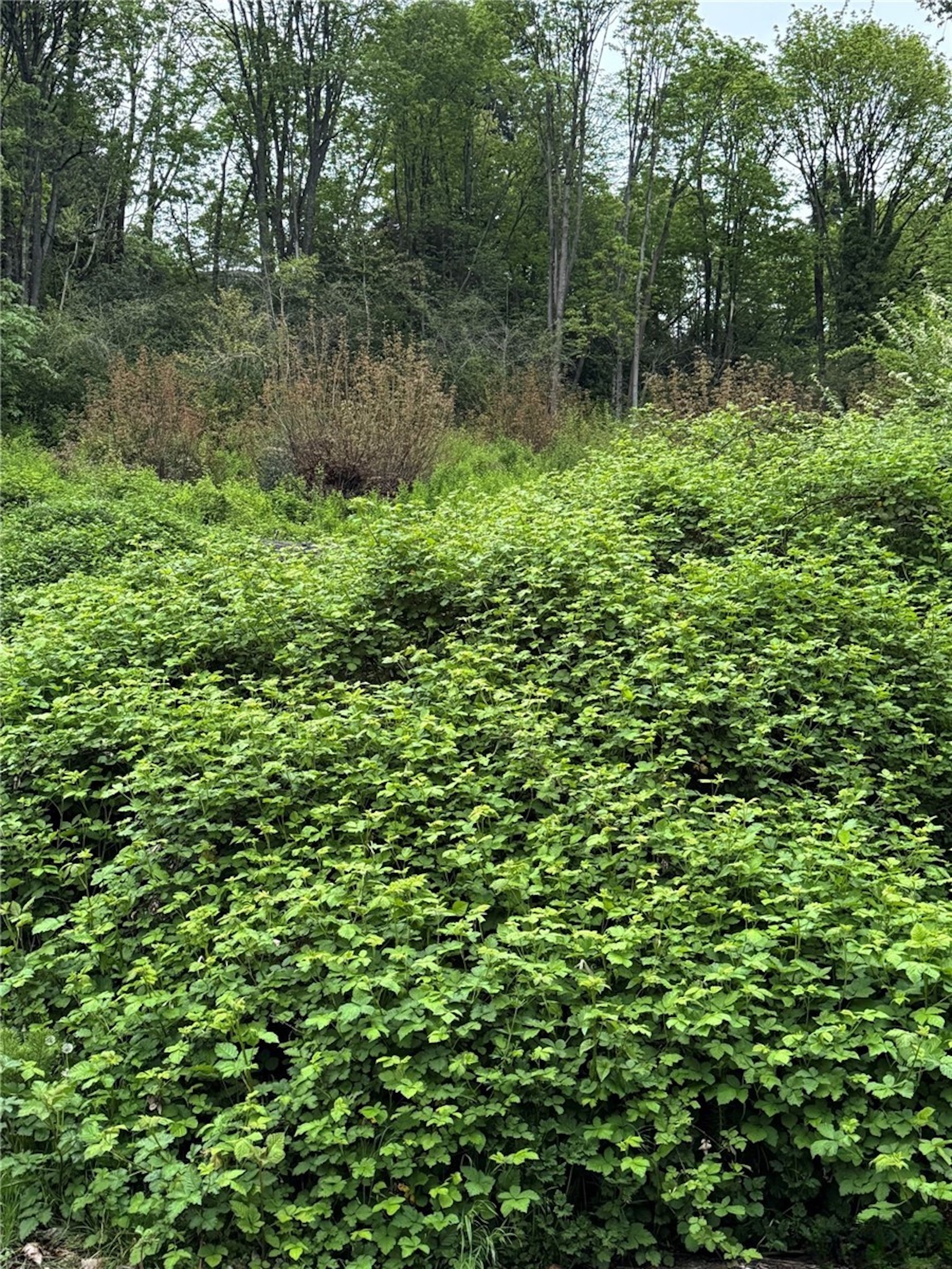 Dream Home Opportunity 