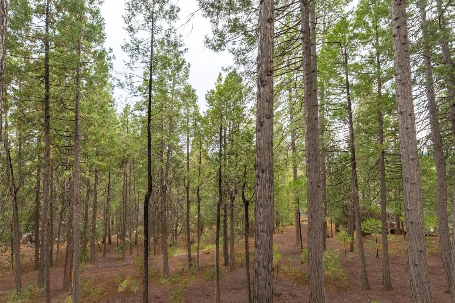 Murphys, California, 95247, United States, 4 Bedrooms Bedrooms, ,3 BathroomsBathrooms,Residential,For Sale,1981649