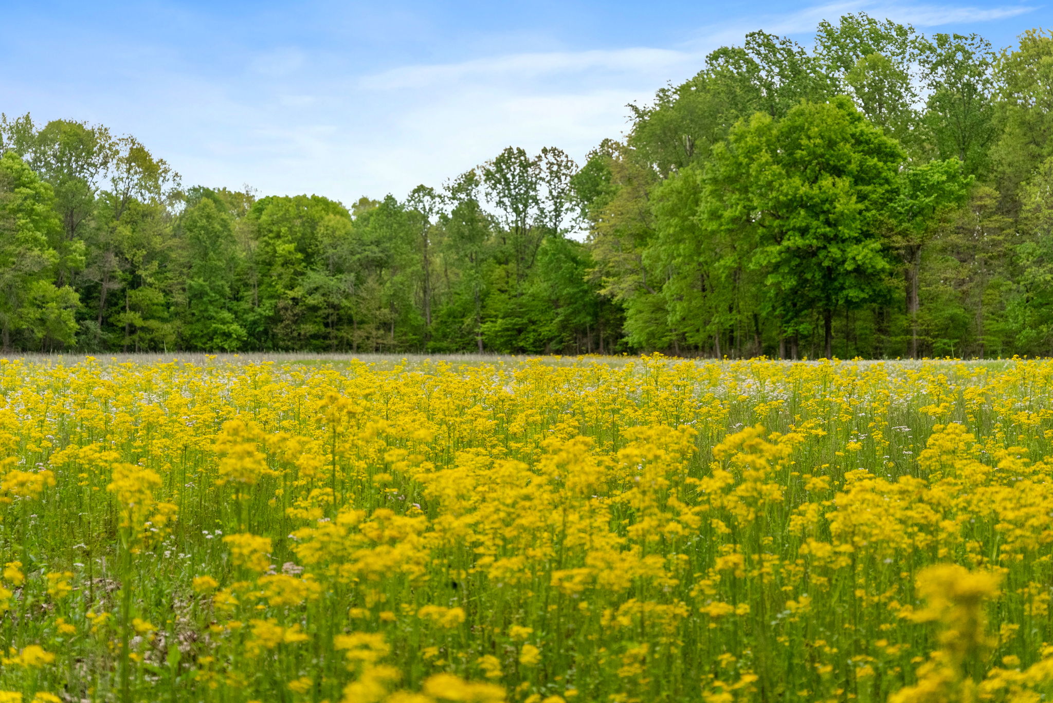 Rosedale, Indiana, 47874, United States, ,Land,For Sale,2049036