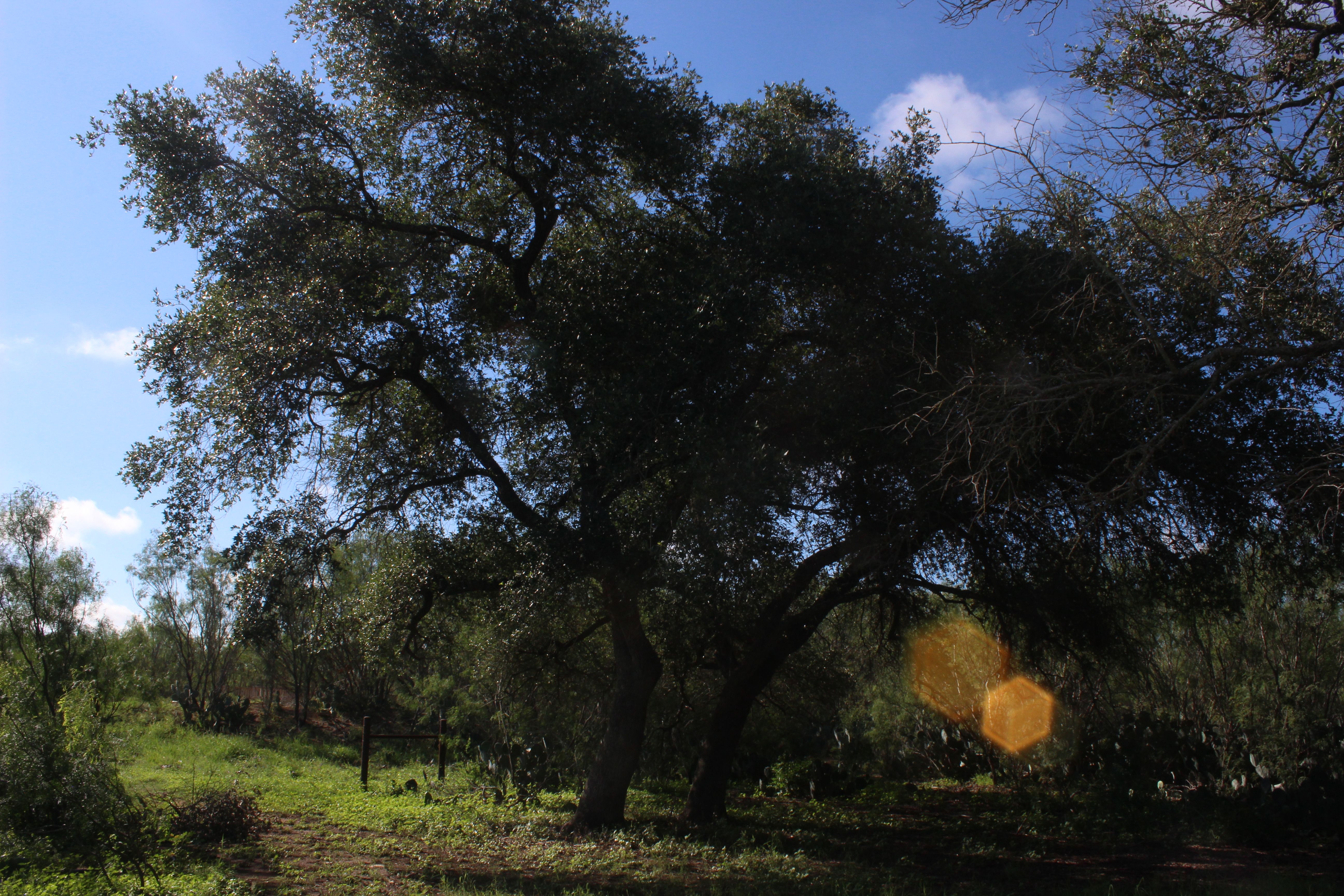  Apache Hill Ranch in Uvalde County - 物件實景