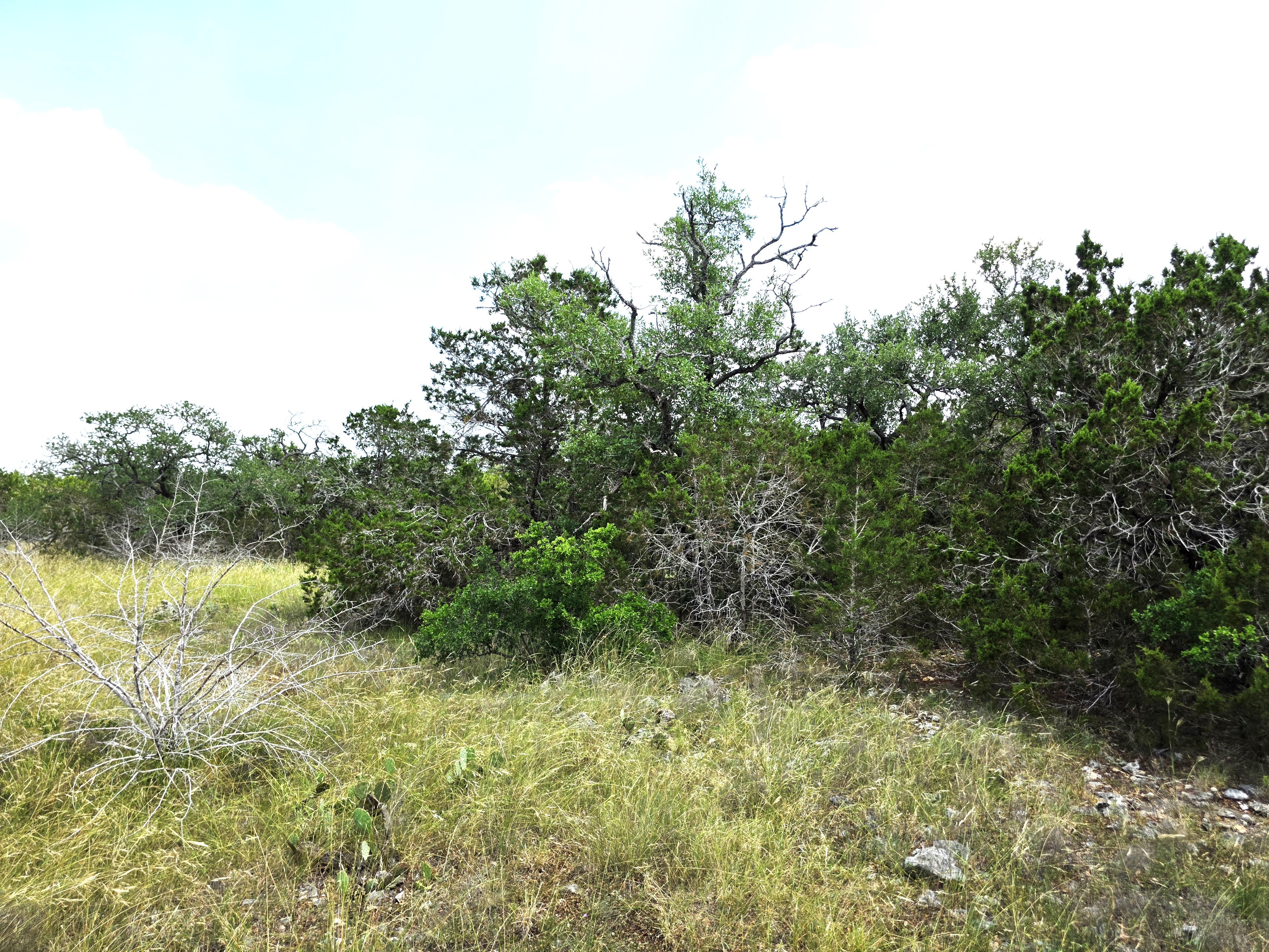 San Marcos, Texas, 78666, United States, ,Land,For Sale,1976108