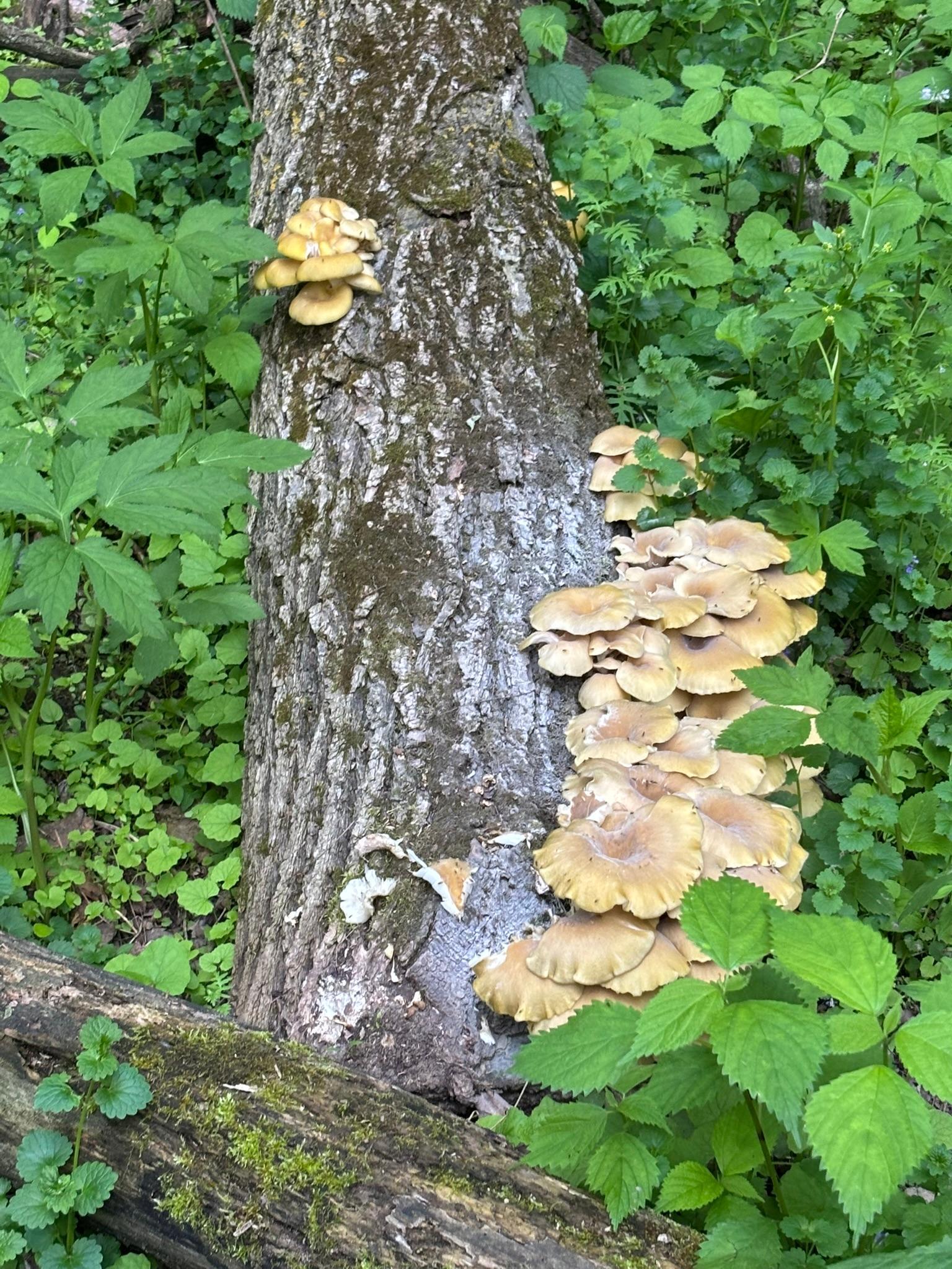 Winona, Minnesota, 55987, United States, 5 Bedrooms Bedrooms, ,2 BathroomsBathrooms,Residential,For Sale,2005788