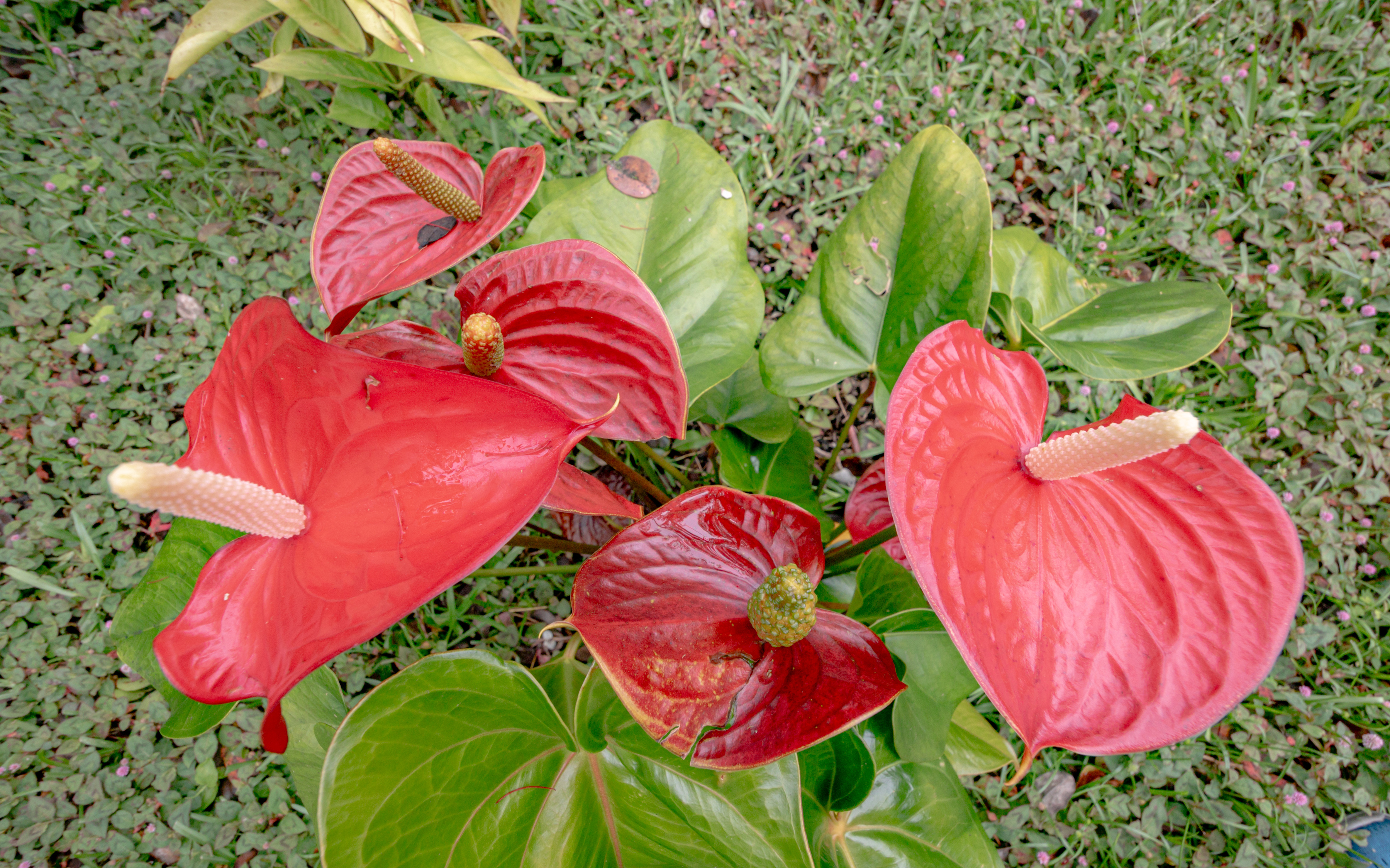  11-3925-A Liona St., Volcano, HI 96785 - 物件實景