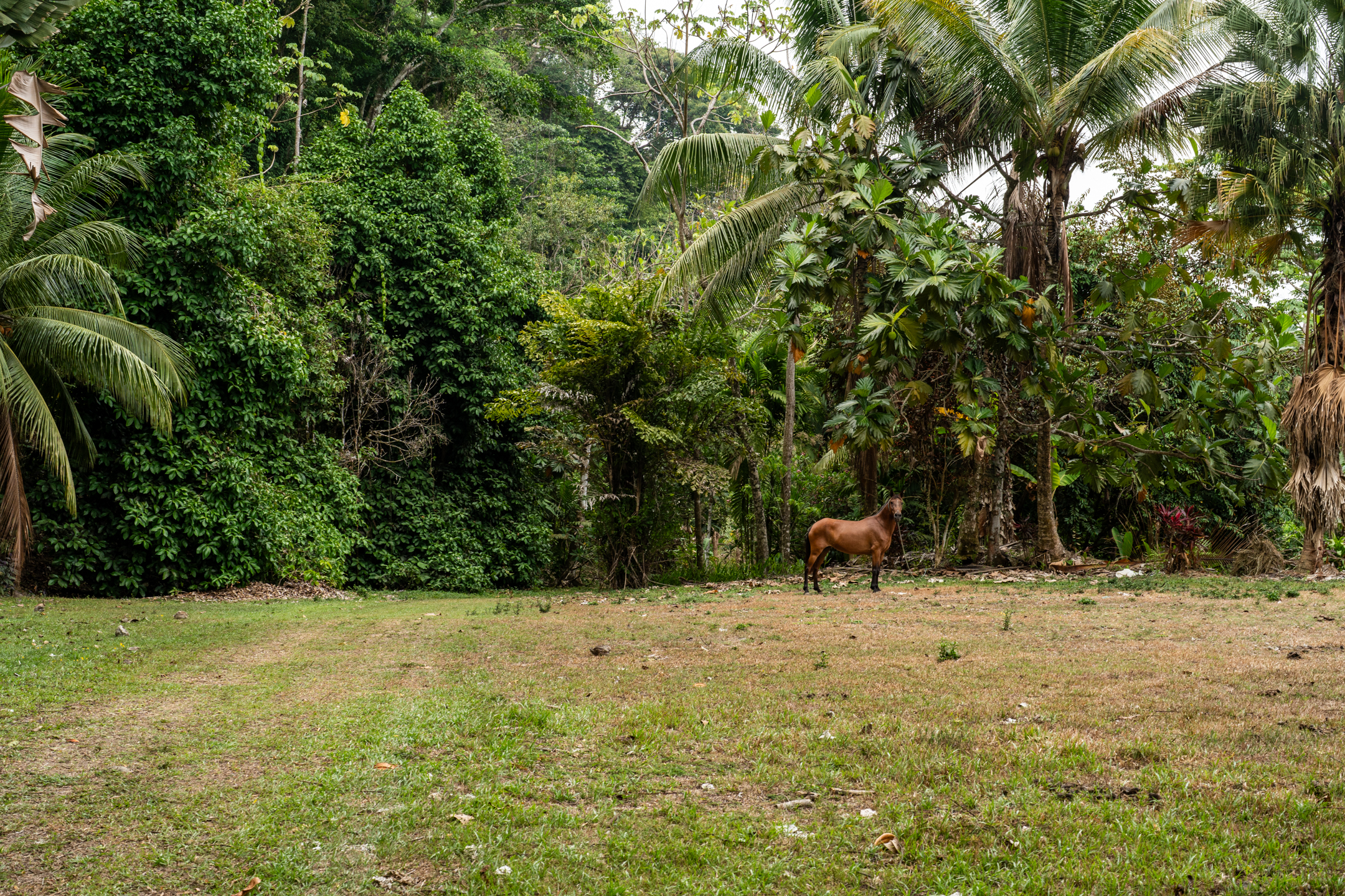 Lagunas, Dominical, Puntarenas, CR, 2 Bedrooms Bedrooms, ,1 BathroomBathrooms,Land,For Sale,Lagunas,1589118