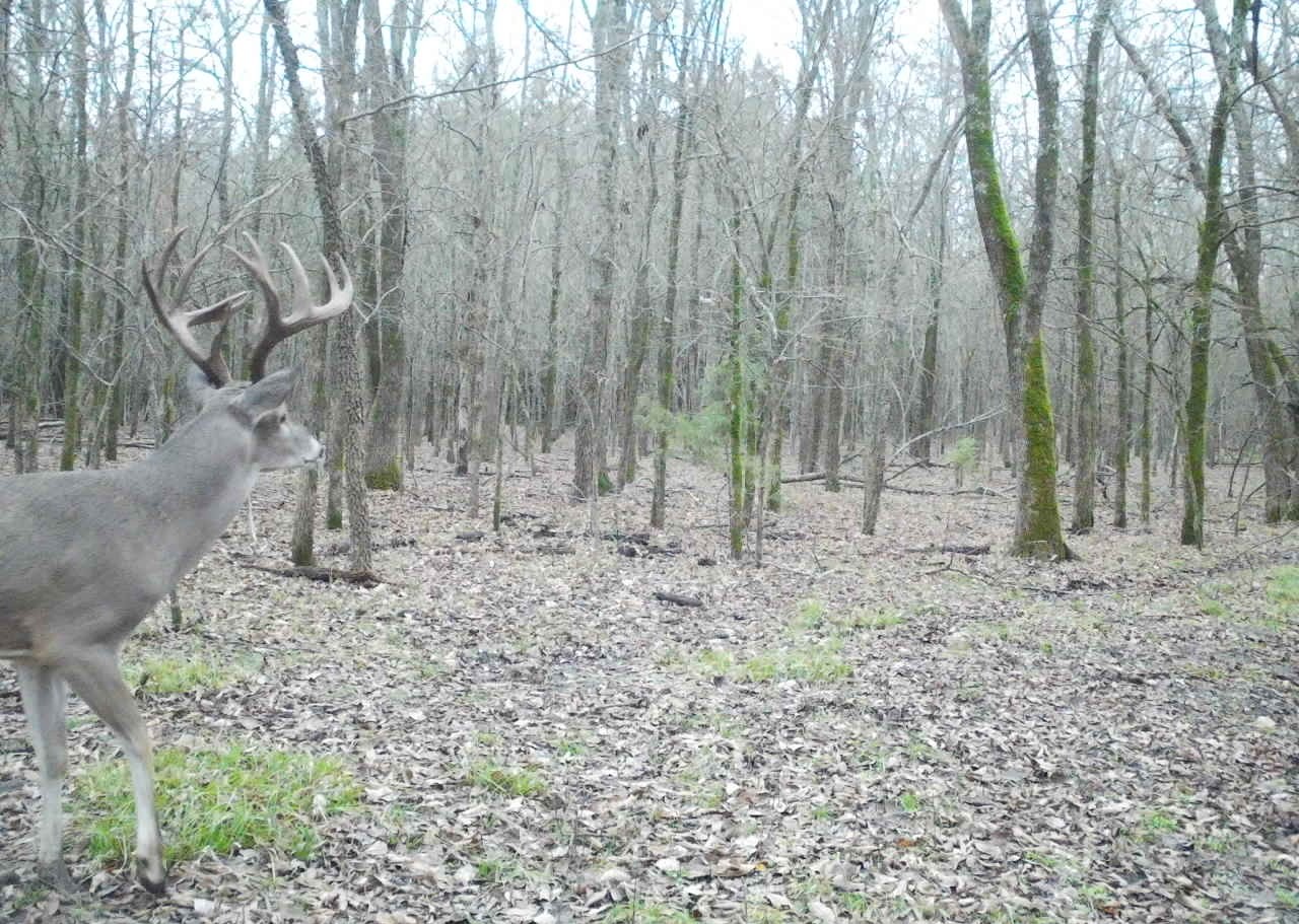 Roxton, Texas, 75477, United States, ,Land,For Sale,1979032