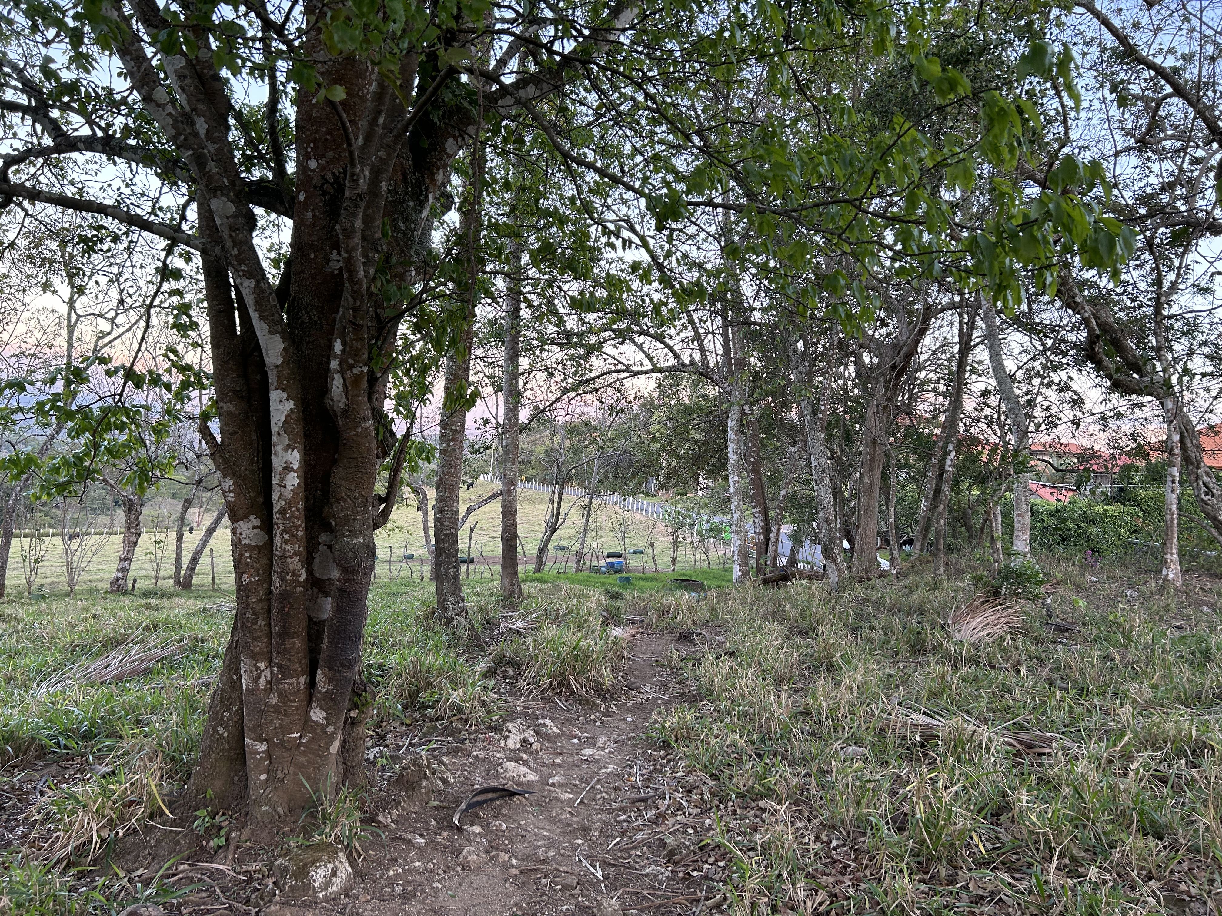 Atenas, Alajuela, CR, ,Land,For Sale,1627733