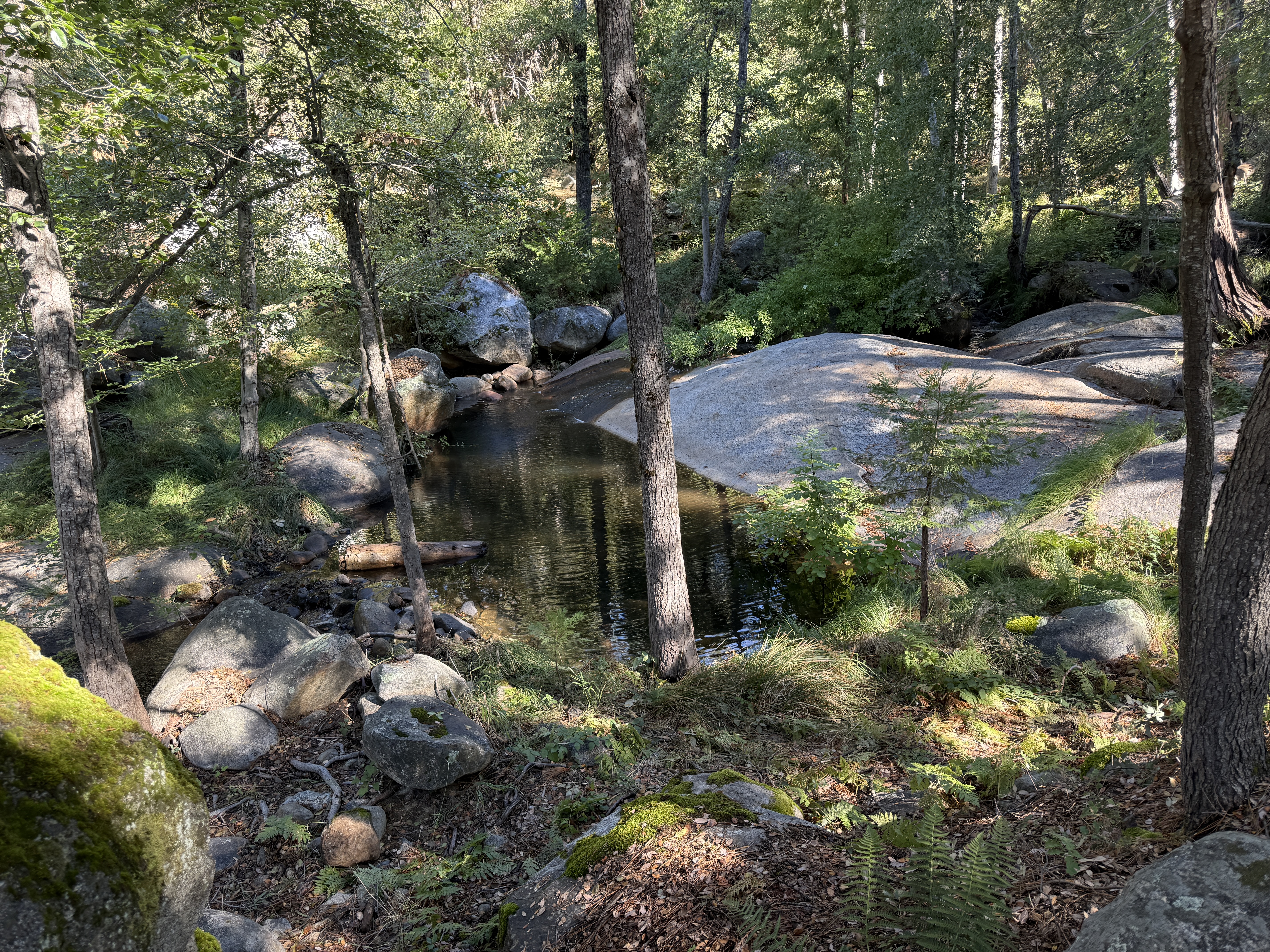 Mariposa, California, 95338, United States, 3 Bedrooms Bedrooms, ,3 BathroomsBathrooms,Residential,For Sale,1973787