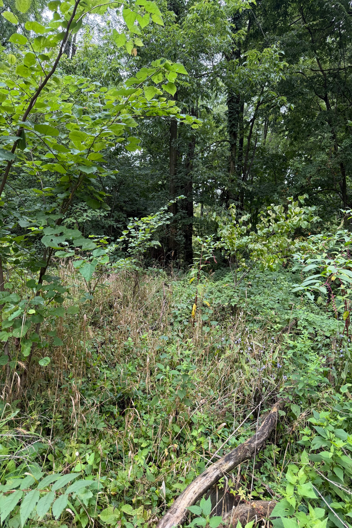  Beautiful Wooded .88 Acre Lot Ready for Your Vision - 物件實景