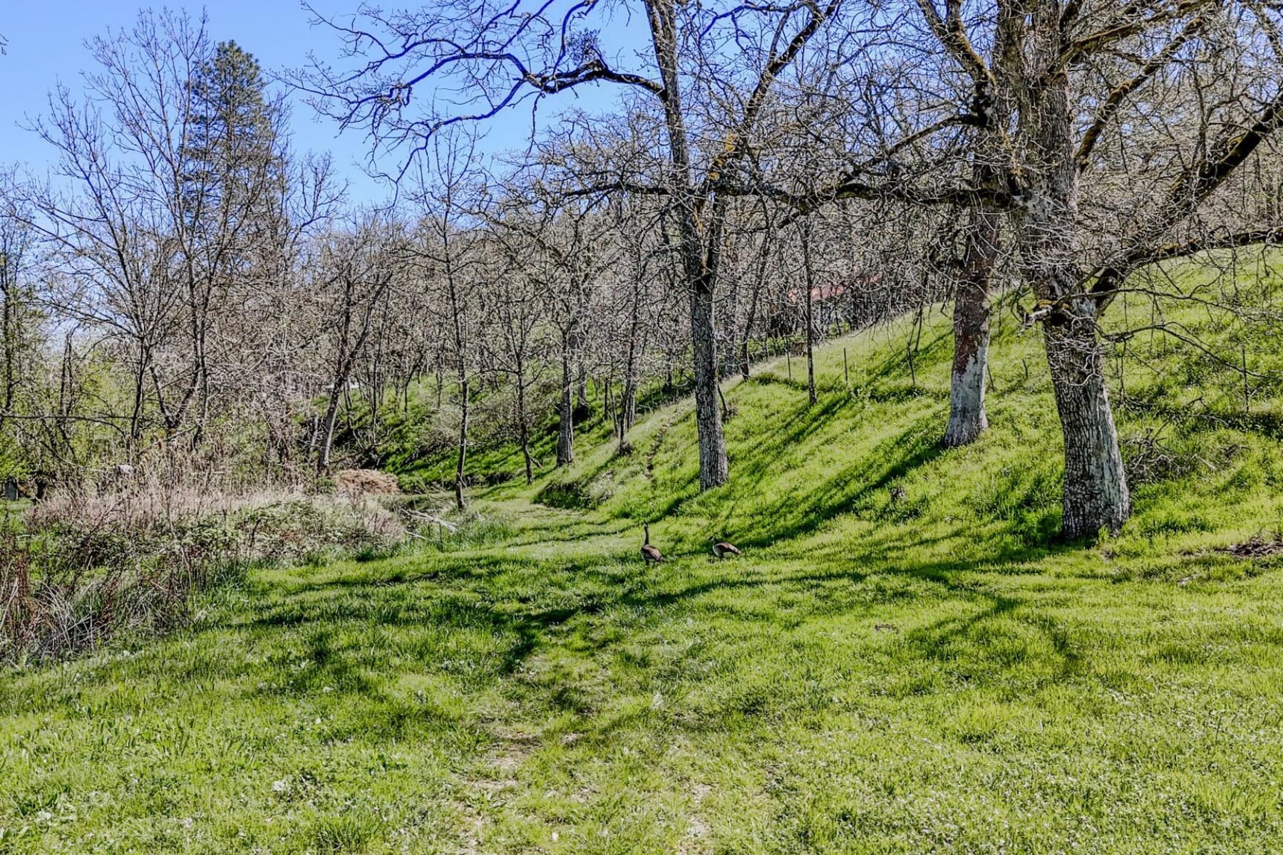  4131 W Griffin Creek Road Medford, OR 97501 - 物件實景